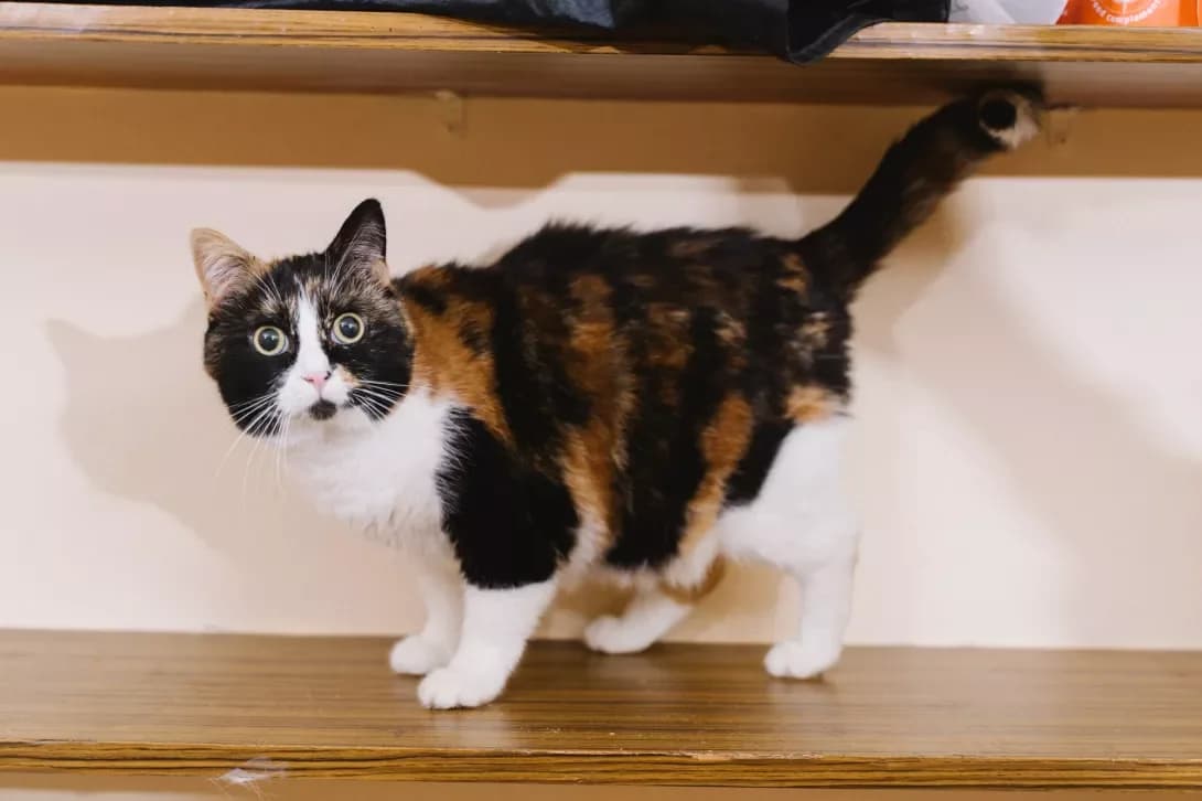 Margo (Марго), Mixed Breed (Happy Paw Kyiv)