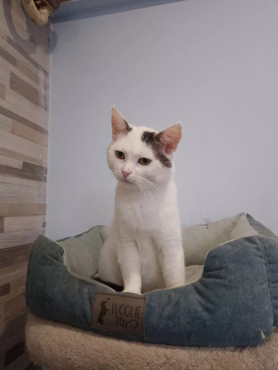 Lelya (Леля), male senior Mixed Breed for adoption at Happy Paw Poltava