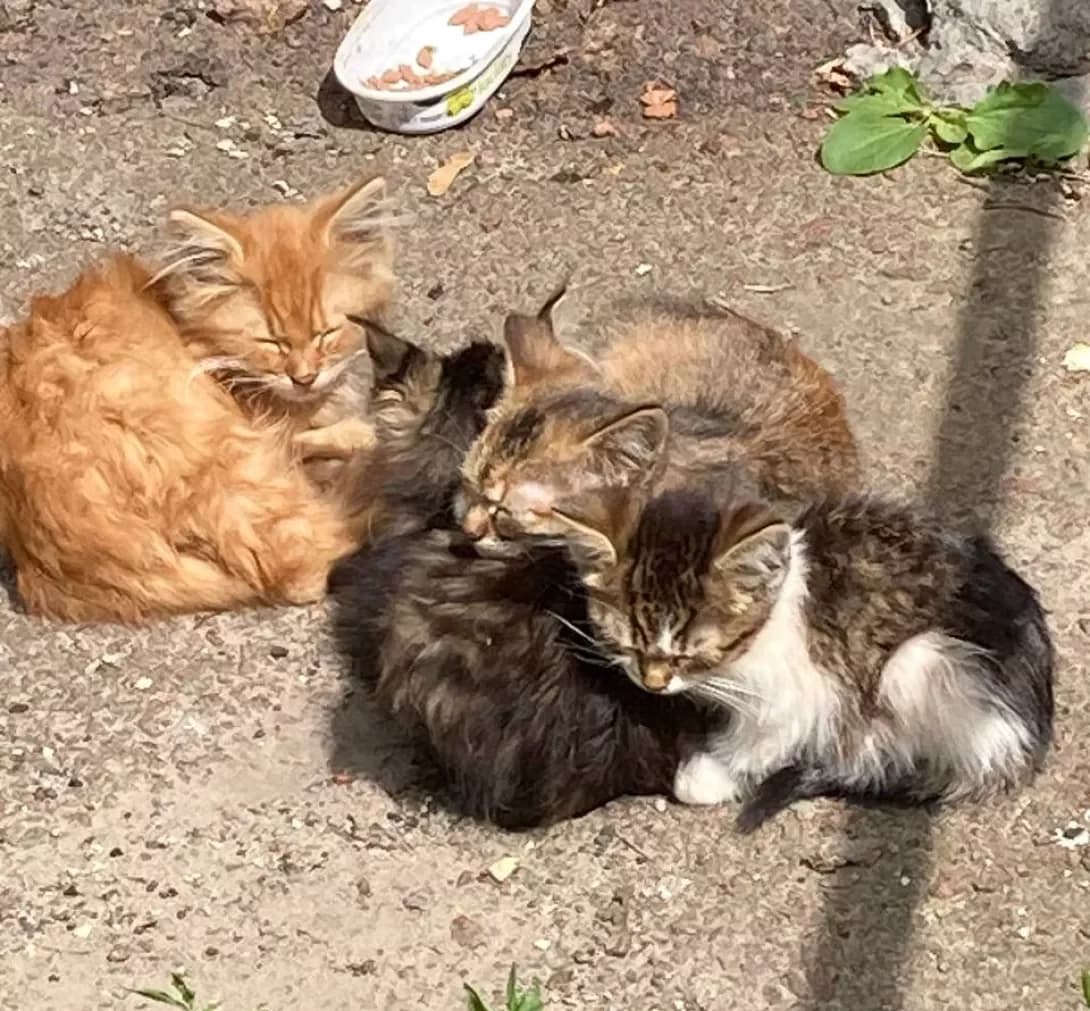 Koshenyata. Rayon Dorogozhichi (Кошенята. Район Дорогожичі), Mixed Breed (Happy Paw Kyiv)