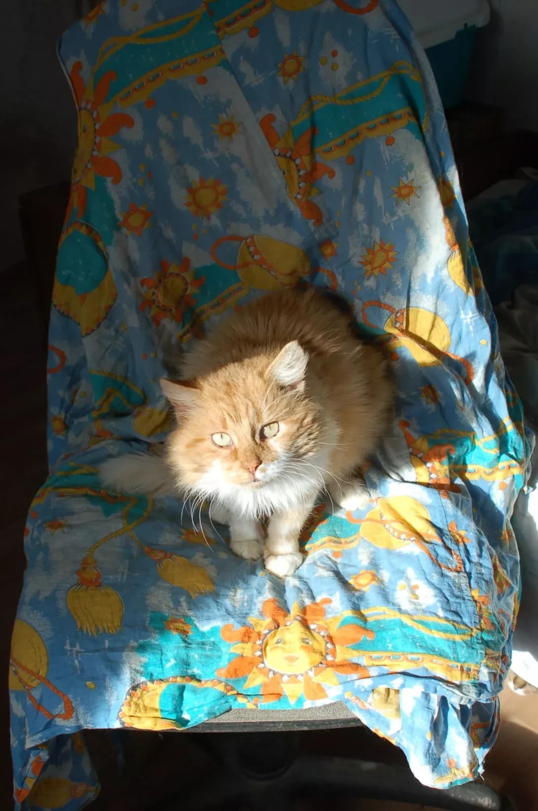 Nevil (Невіл), male 5yo Mixed Breed for adoption at Happy Paw Poltava