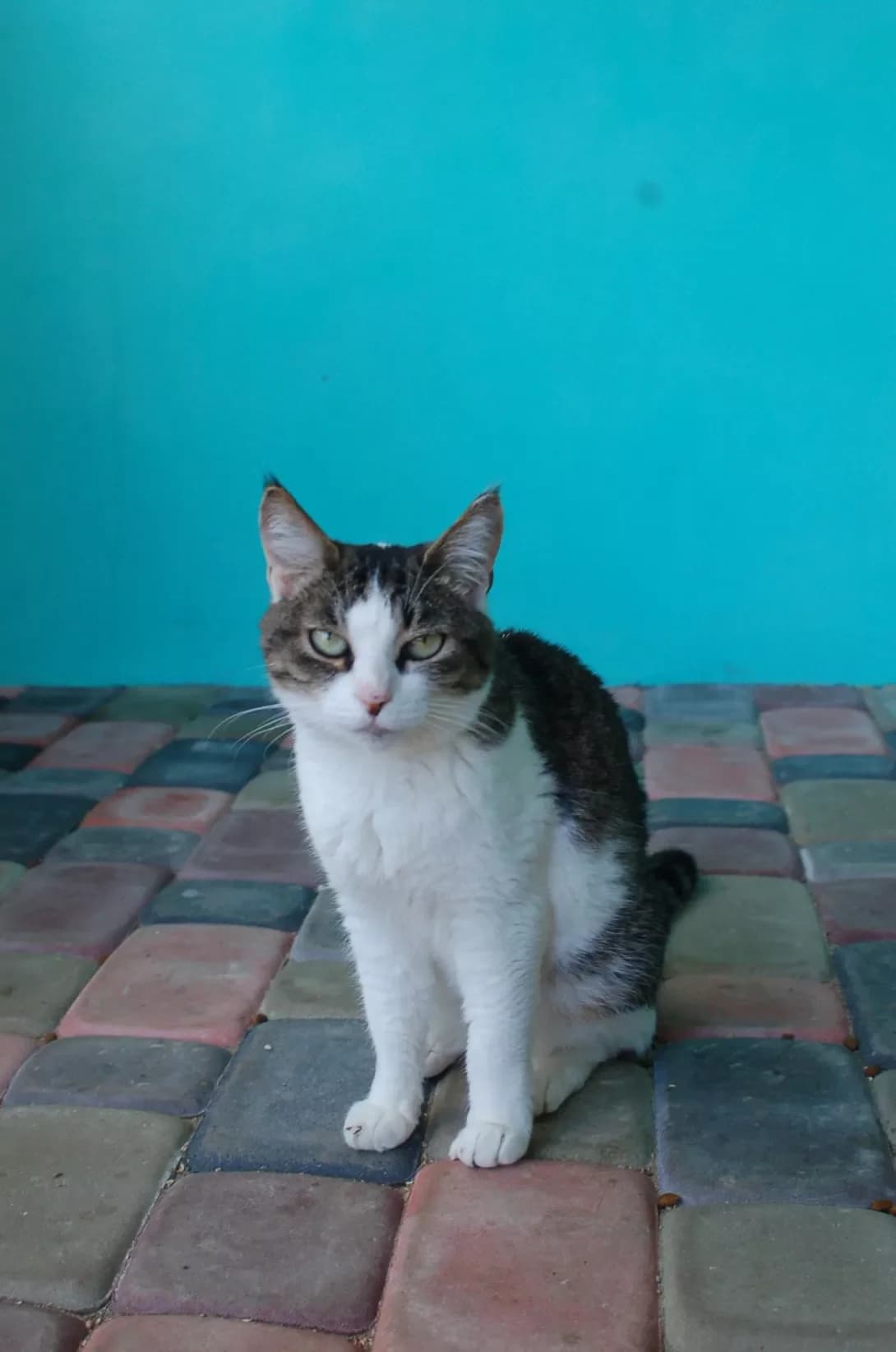 Sonya (Соня), female 3yo Mixed Breed for adoption at Happy Paw Poltava