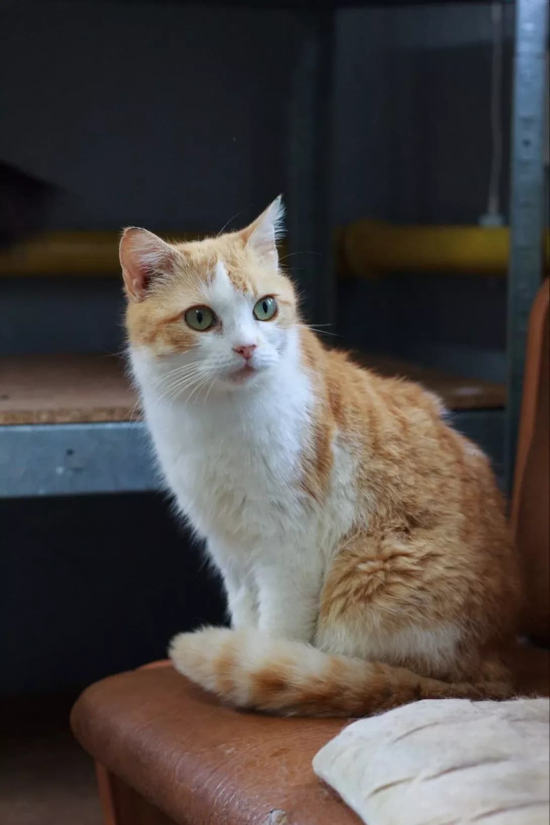 Frau (Фрау), Mixed Breed (Happy Paw Kirovohrad)