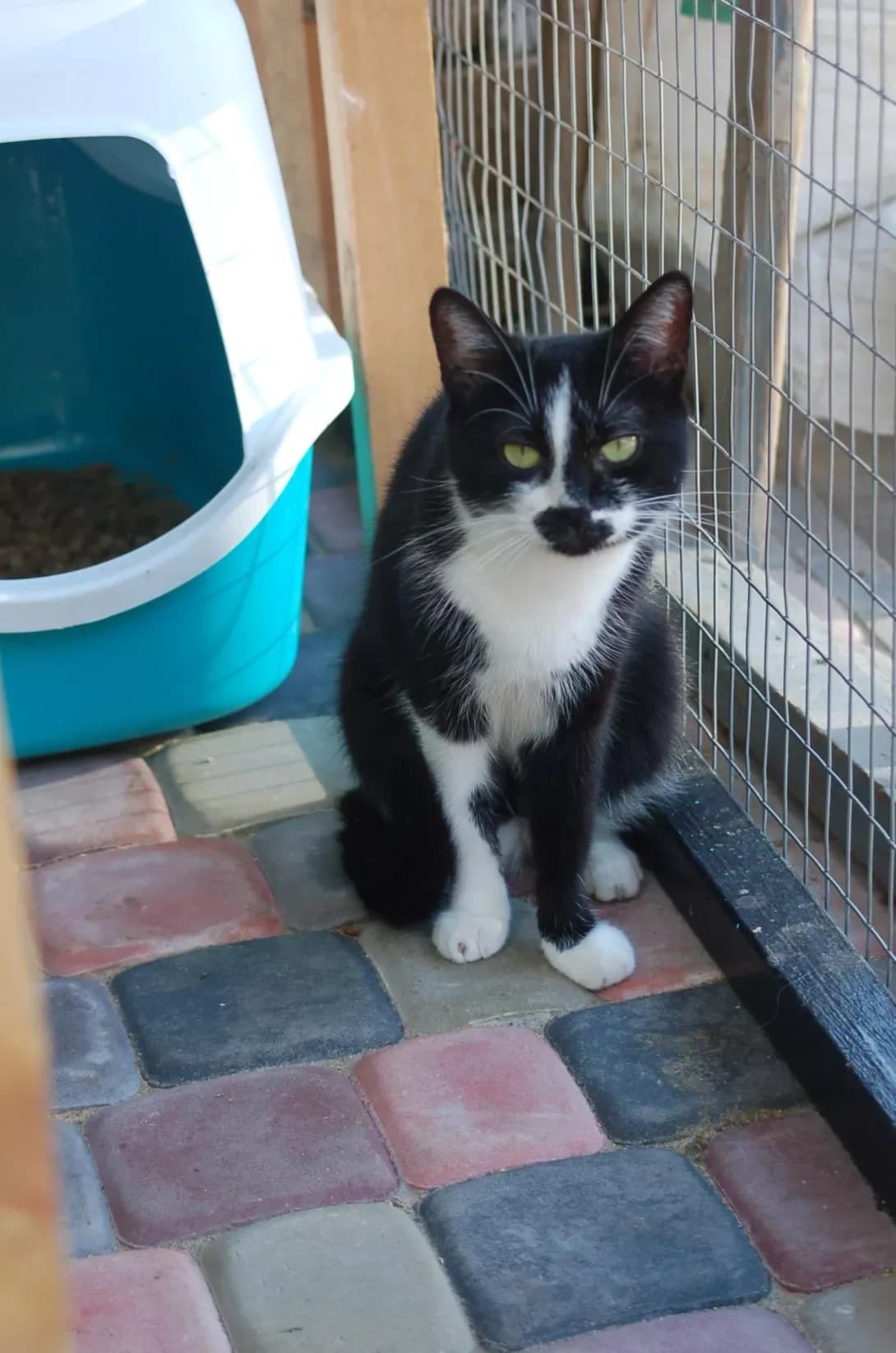 Molli (Моллі), female 5yo Mixed Breed for adoption at Happy Paw Poltava