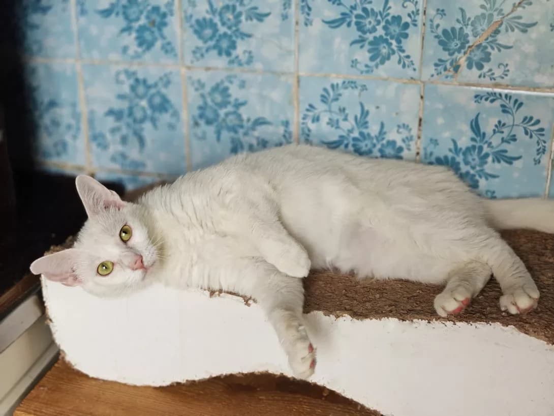 Anet (Анет), Mixed Breed (Happy Paw Kyiv)