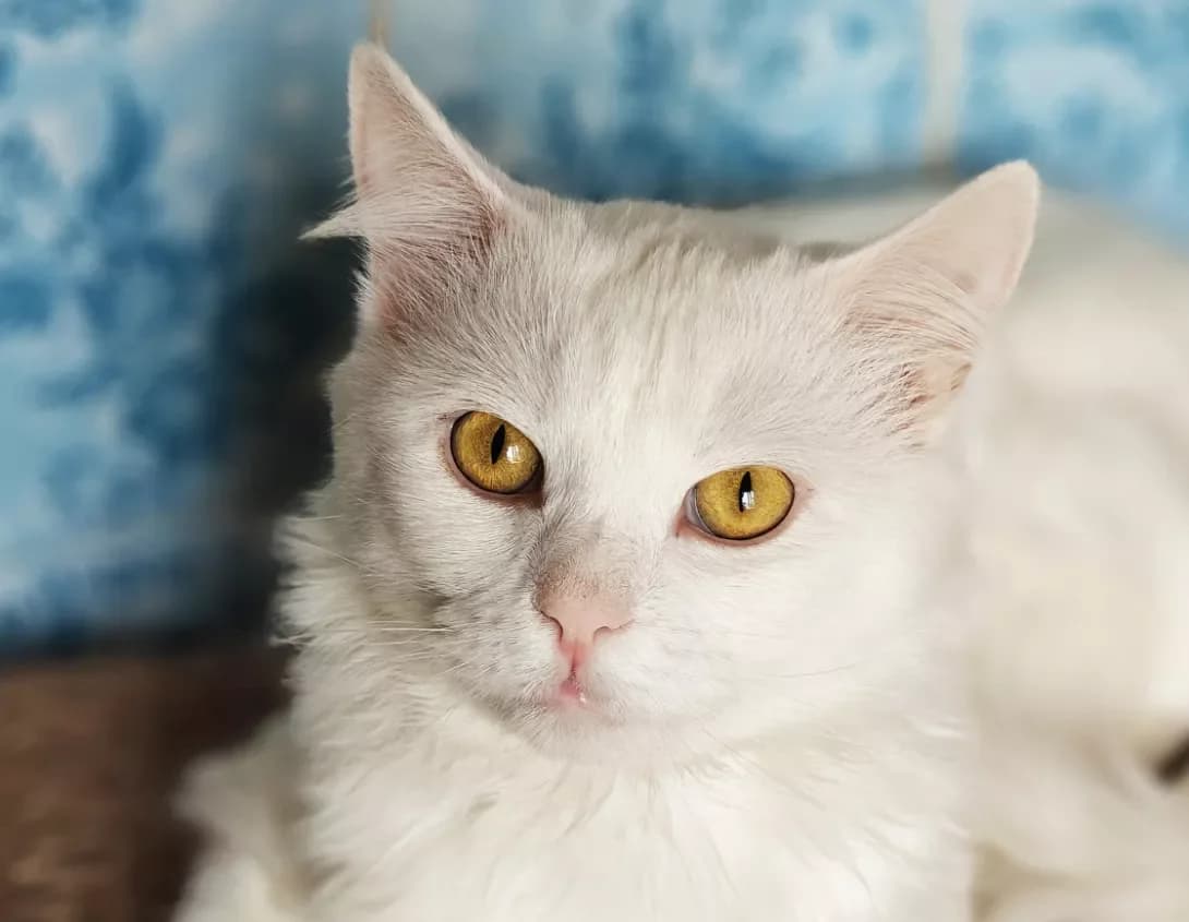 Zefir (Зефір), Mixed Breed (Happy Paw Kyiv)
