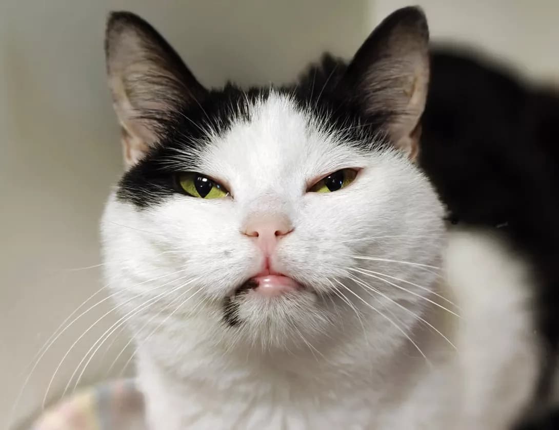 Kasatka (Касатка), Mixed Breed (Happy Paw Kyiv)