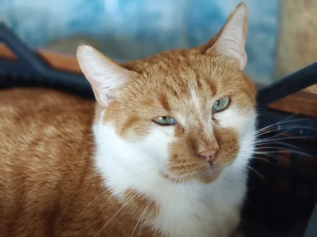 Oranzh (Оранж), Mixed Breed (Happy Paw Kyiv)