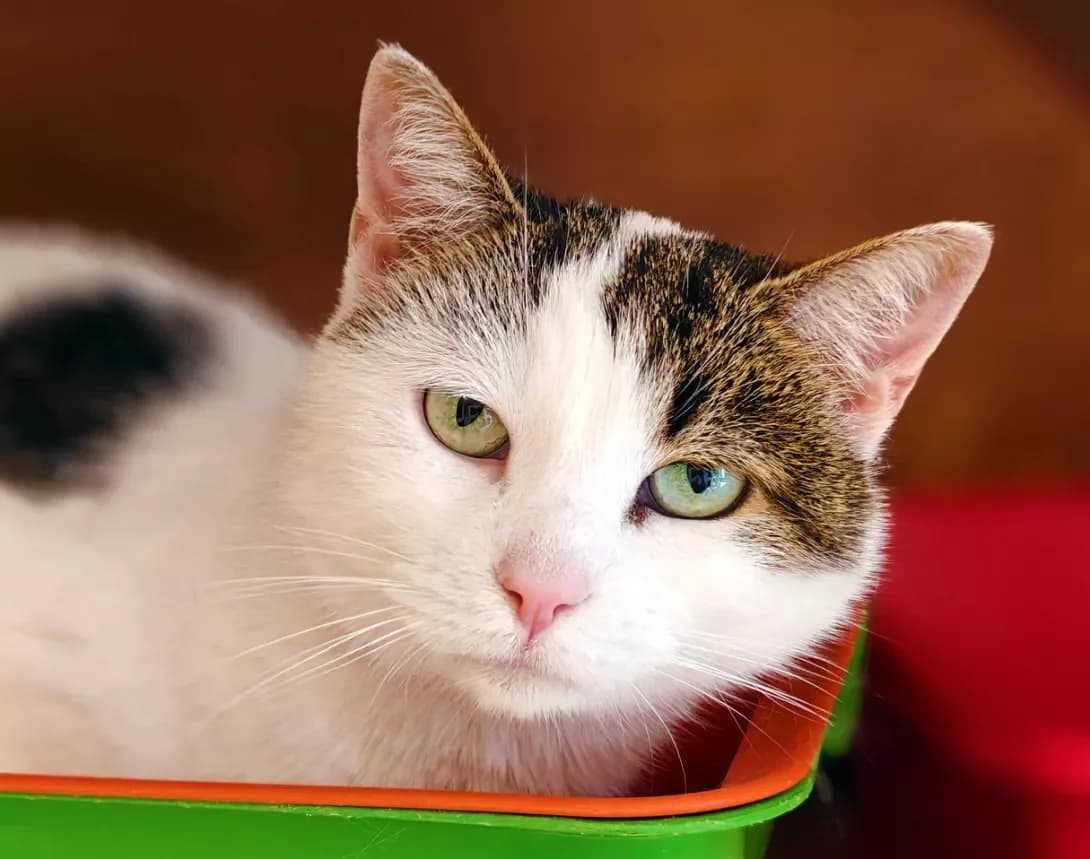 Lyamura (Лямура), Mixed Breed (Happy Paw Kyiv)