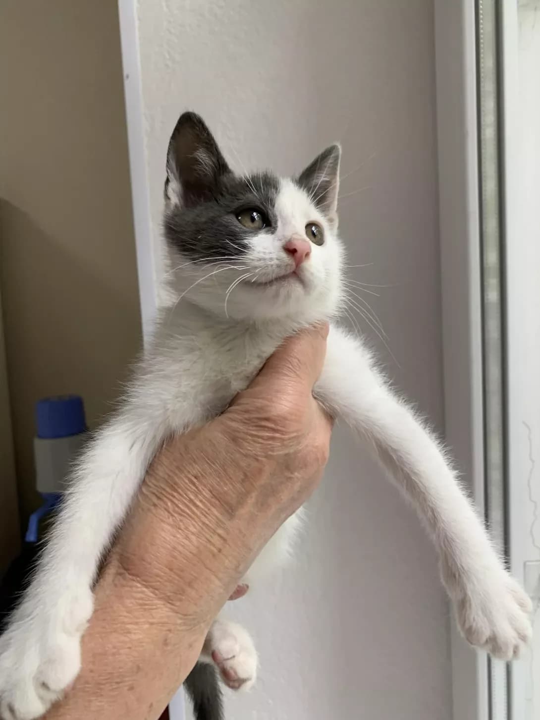 Malish (Малиш), male young Mixed Breed for adoption at Happy Paw Odesa