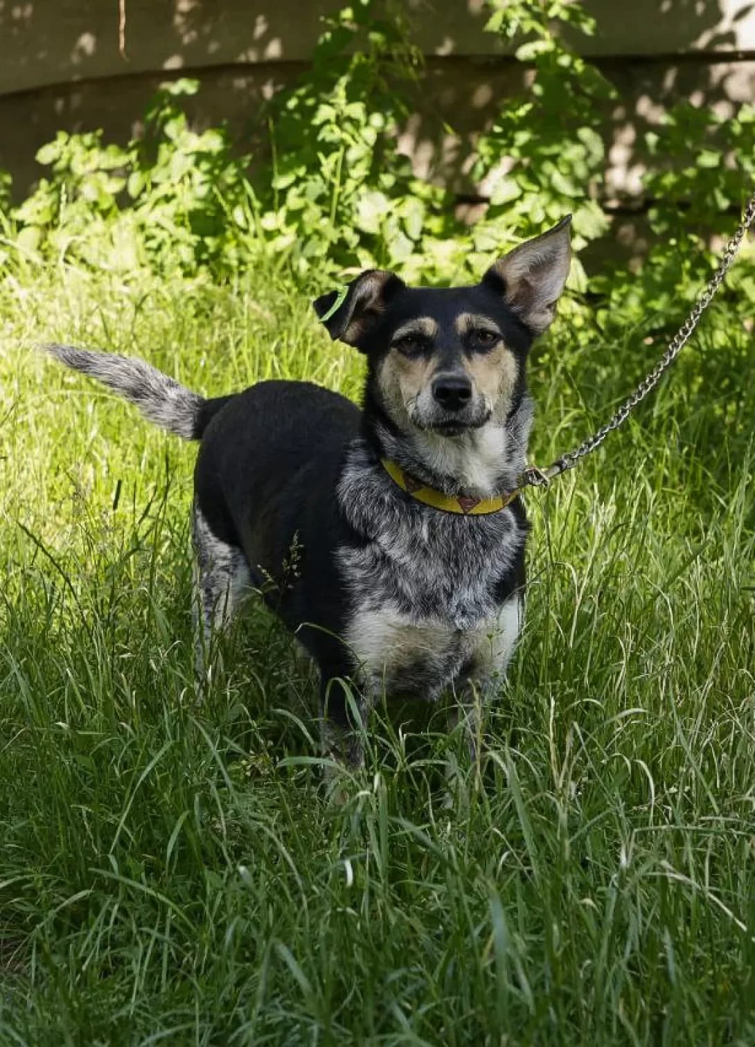 Lada (Лада), Mixed Breed (Happy Paw Kyiv Oblast)