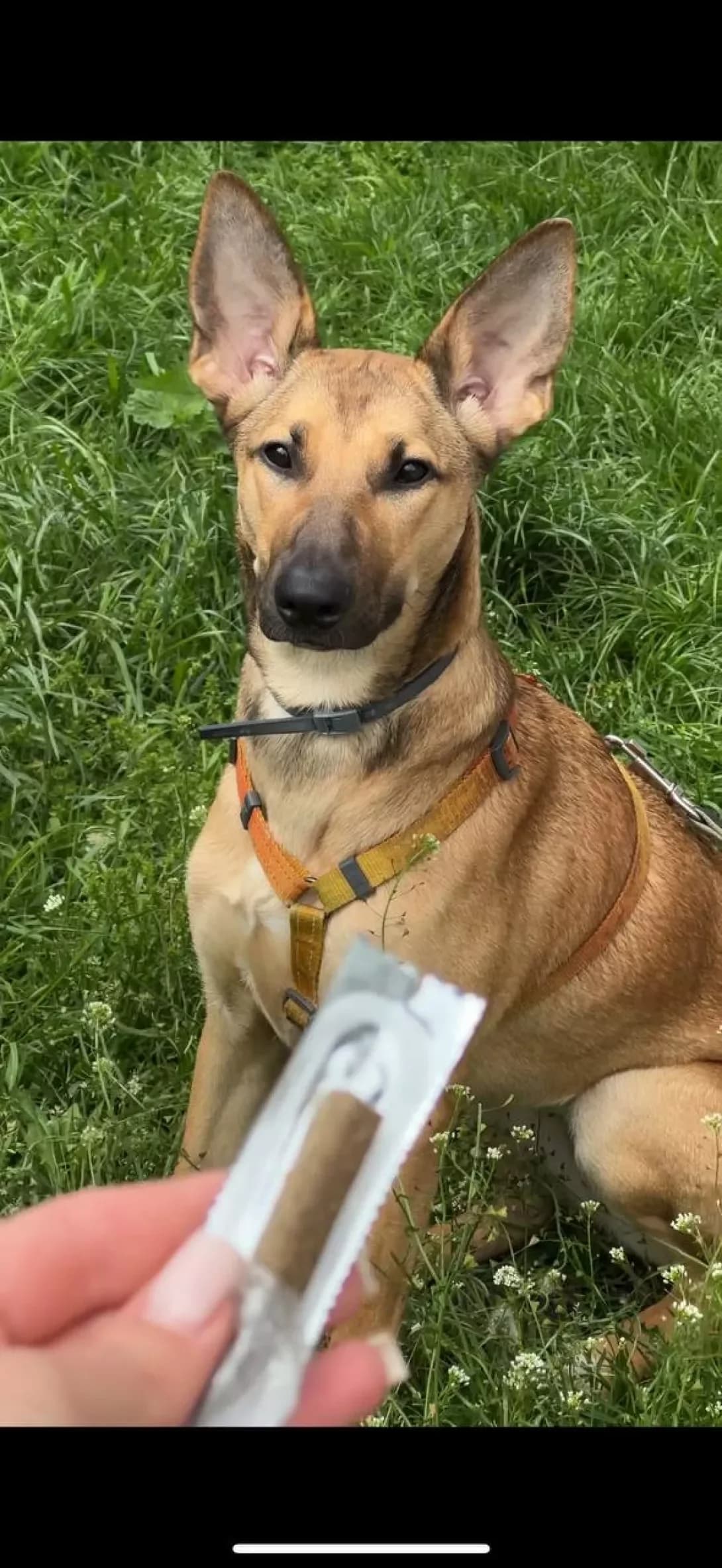 Nora (Нора), female young Mixed Breed for adoption at Happy Paw Kyiv