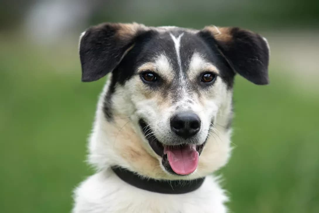Zhorzh (Жорж), Mixed Breed (Happy Paw Kyiv Oblast)