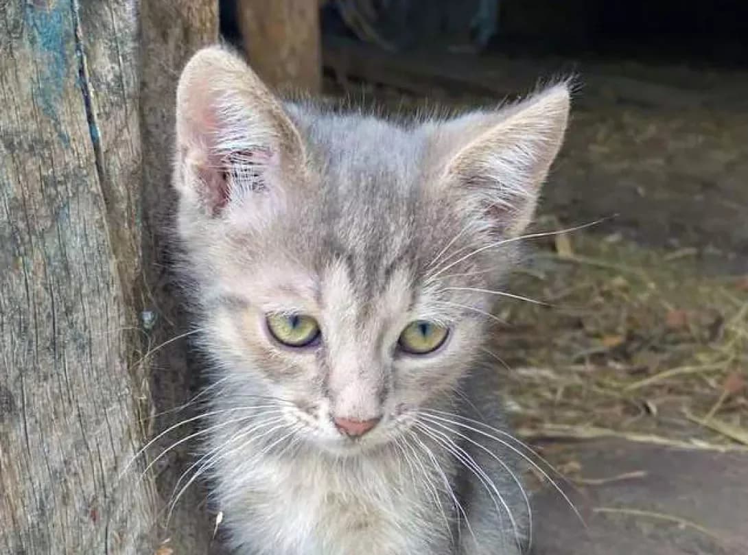 Larik (Ларік), Mixed Breed (Happy Paw Kyiv)