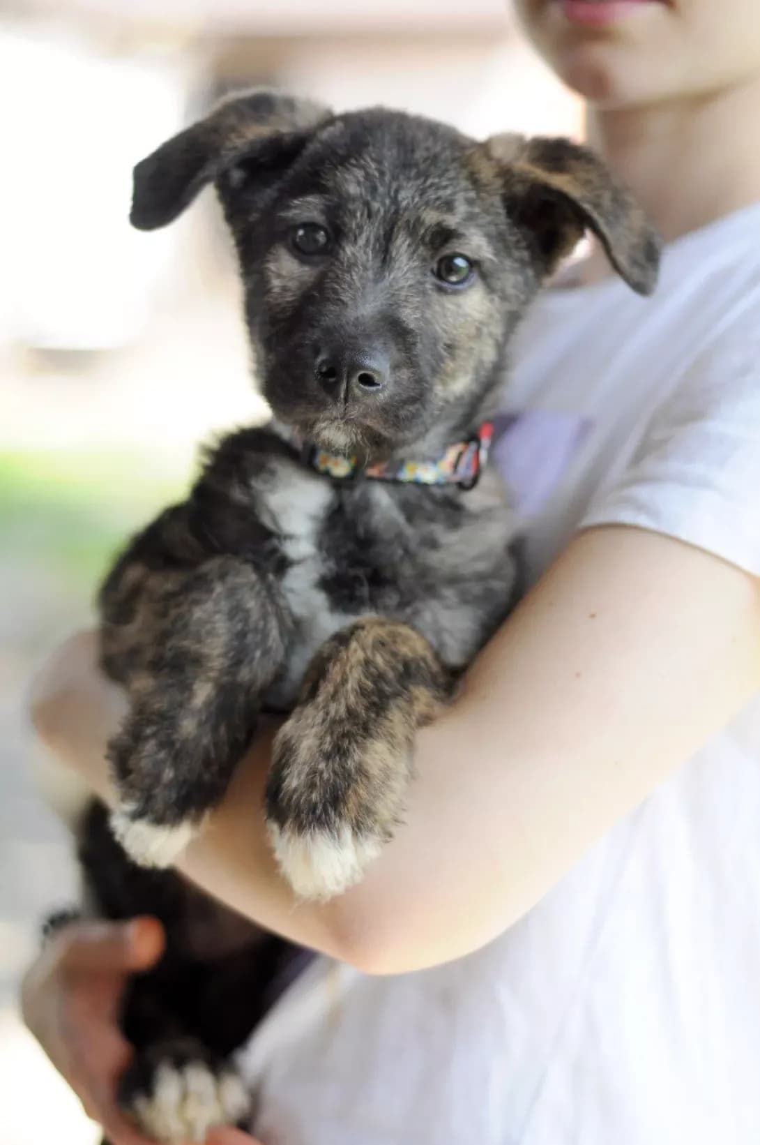 Graf (Граф), Mixed Breed (Happy Paw Kyiv Oblast)