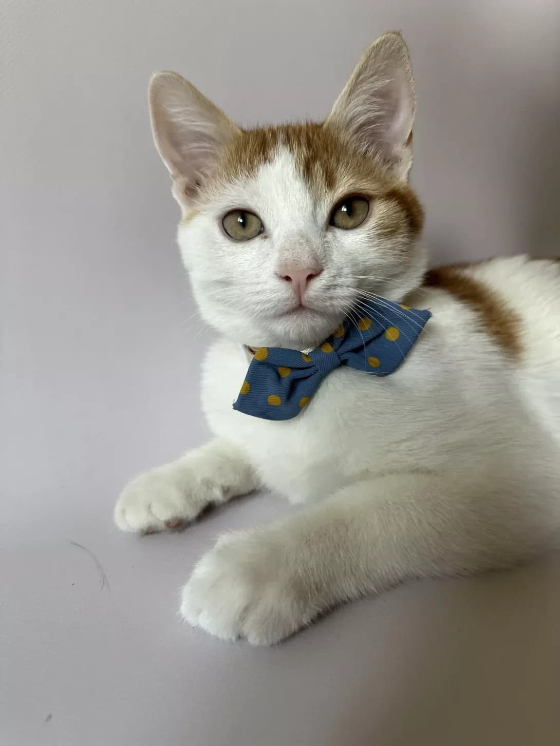 Sonik (Сонік), Mixed Breed (Happy Paw Kyiv Oblast)