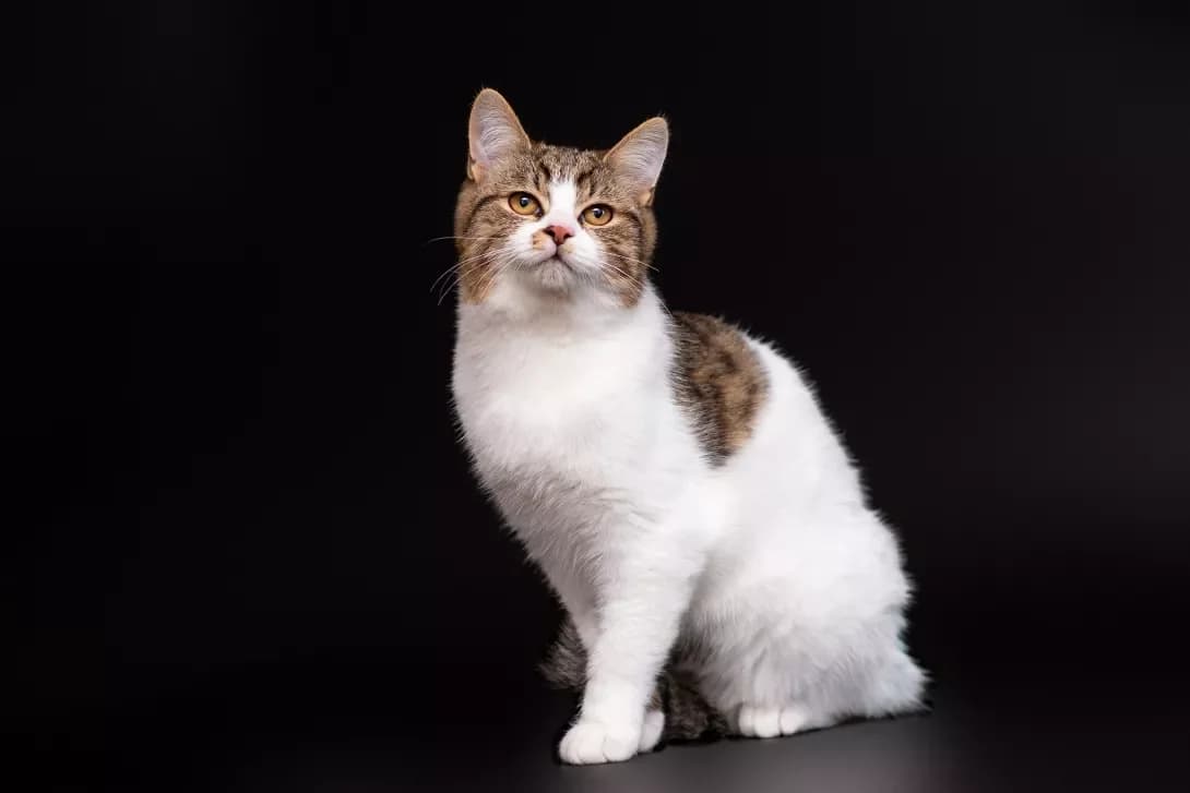 Karat (Карат), Mixed Breed (Happy Paw Kyiv Oblast)