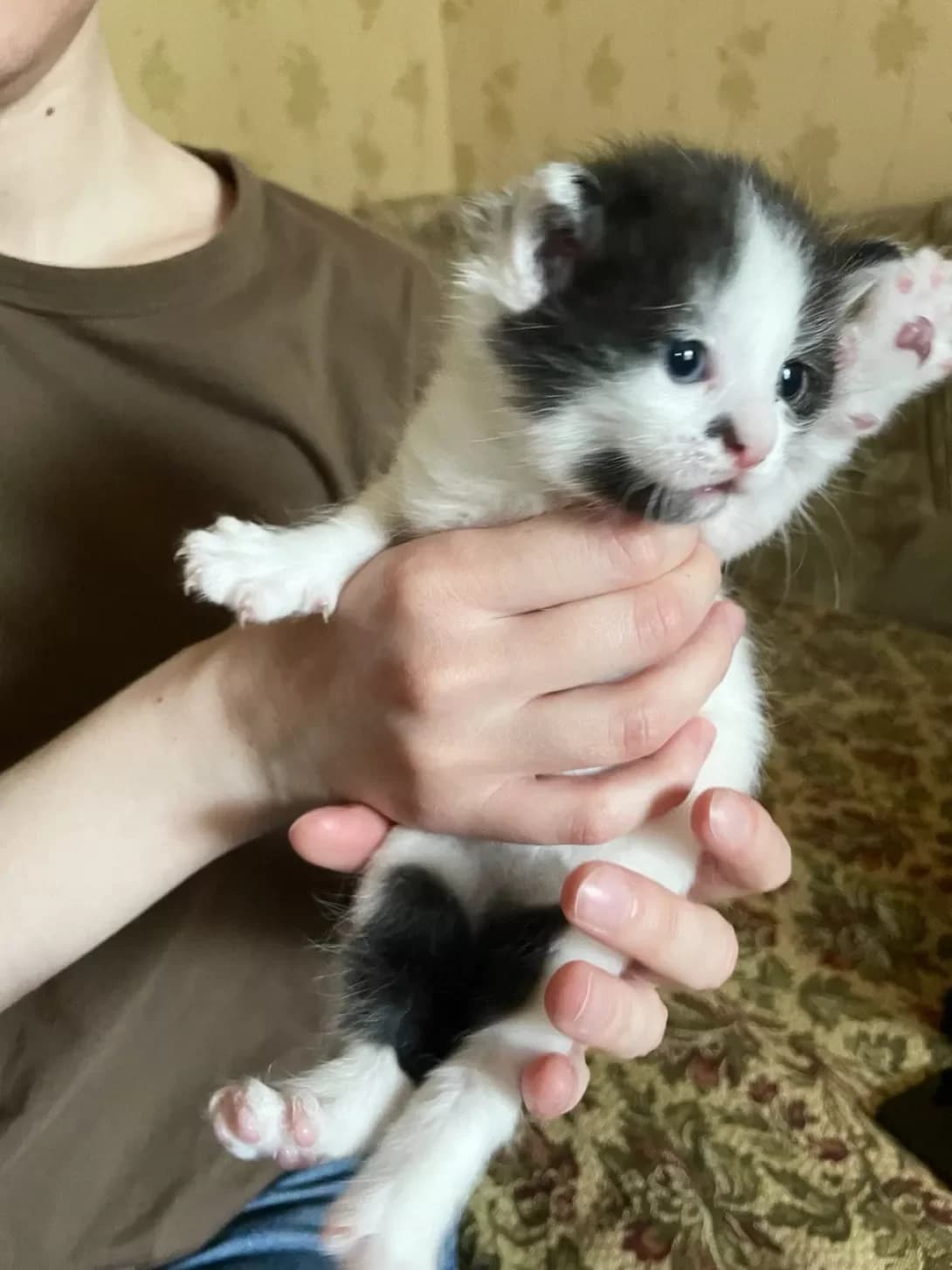 Boni (Боні), Mixed Breed (Happy Paw Kyiv)