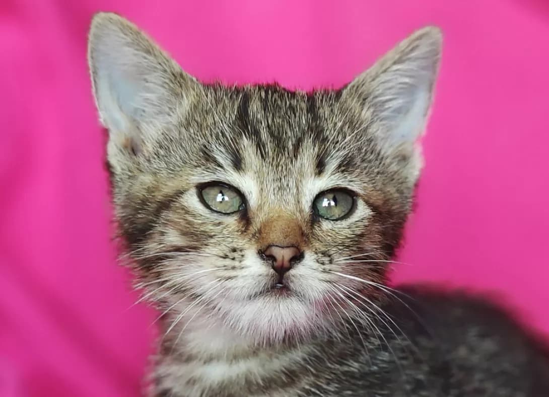 Barbi (Барбі), Mixed Breed (Happy Paw Kyiv)