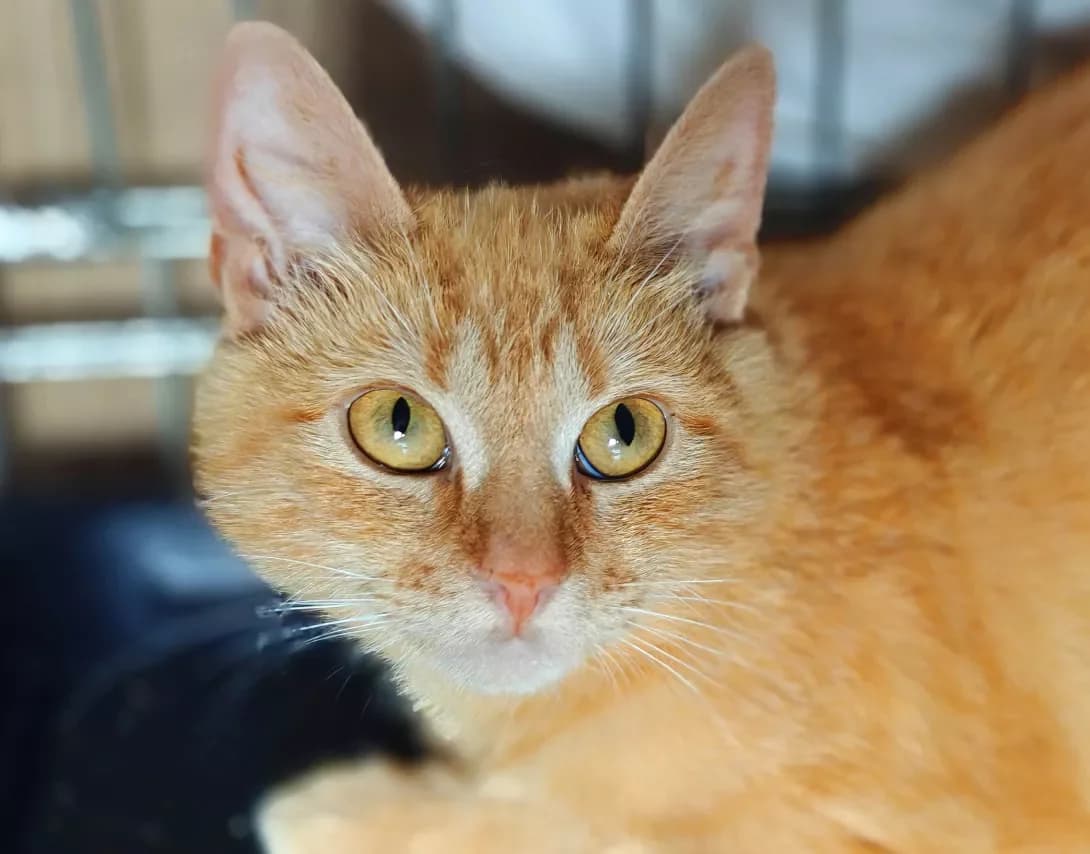 Apelsinka (Апельсинка), Mixed Breed (Happy Paw Kyiv)
