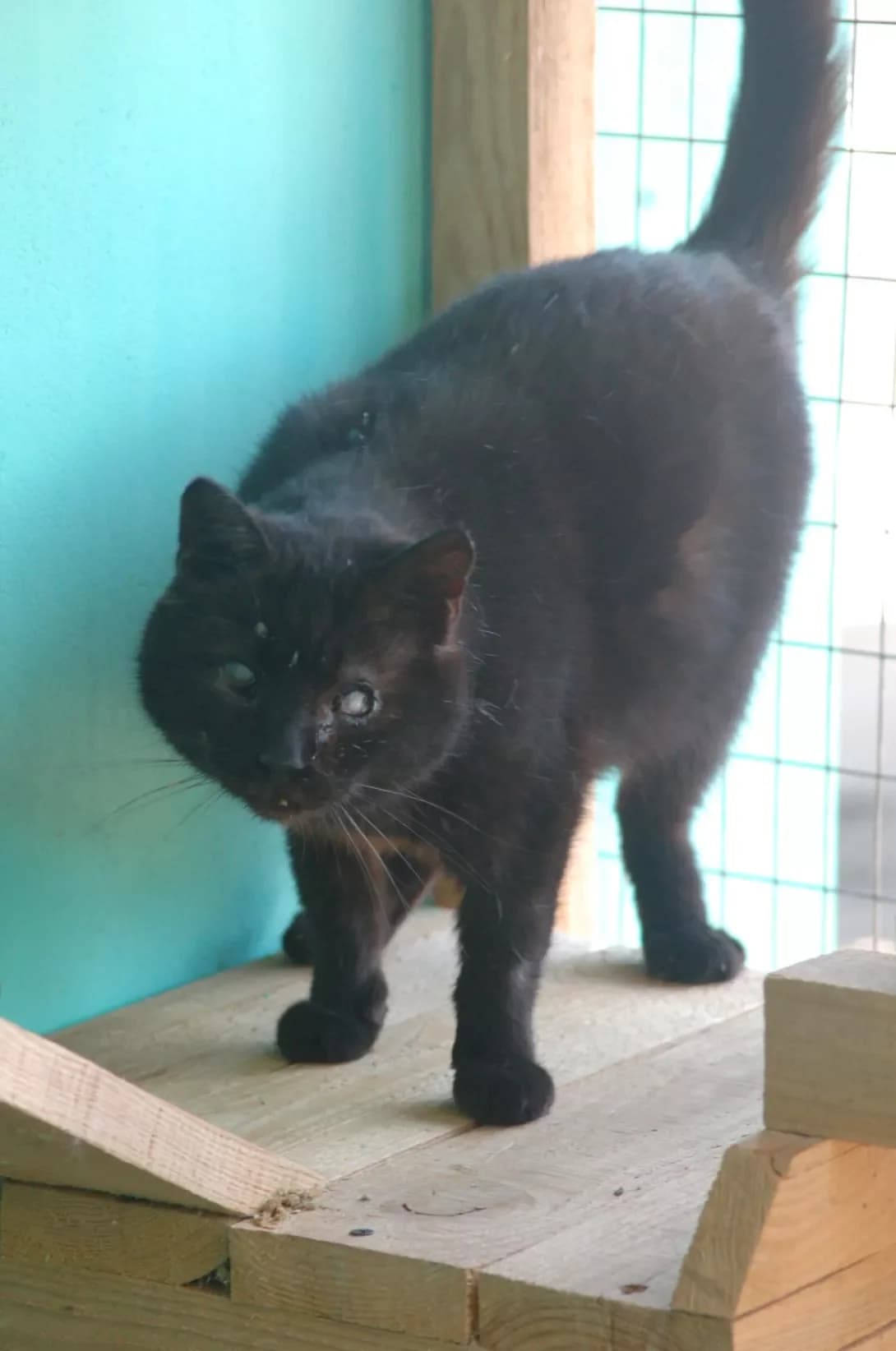 Morfey (Морфей), male senior Mixed Breed for adoption at Happy Paw Poltava