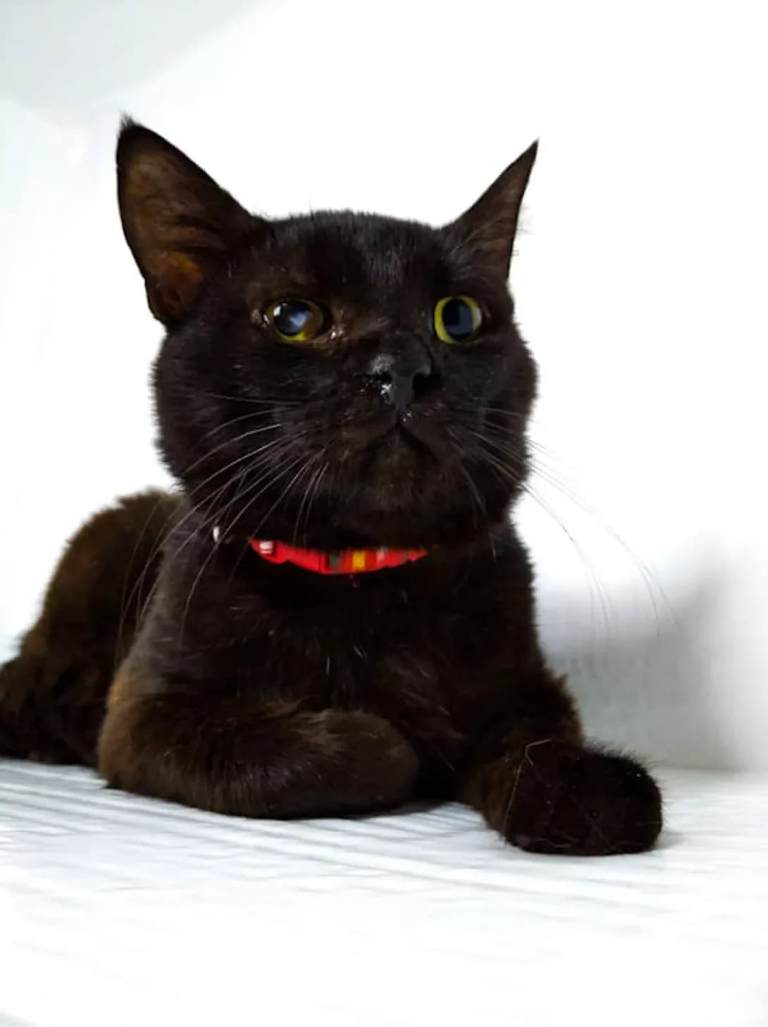 Kenta (Кента), male 6yo Mixed Breed for adoption at Happy Paw Poltava