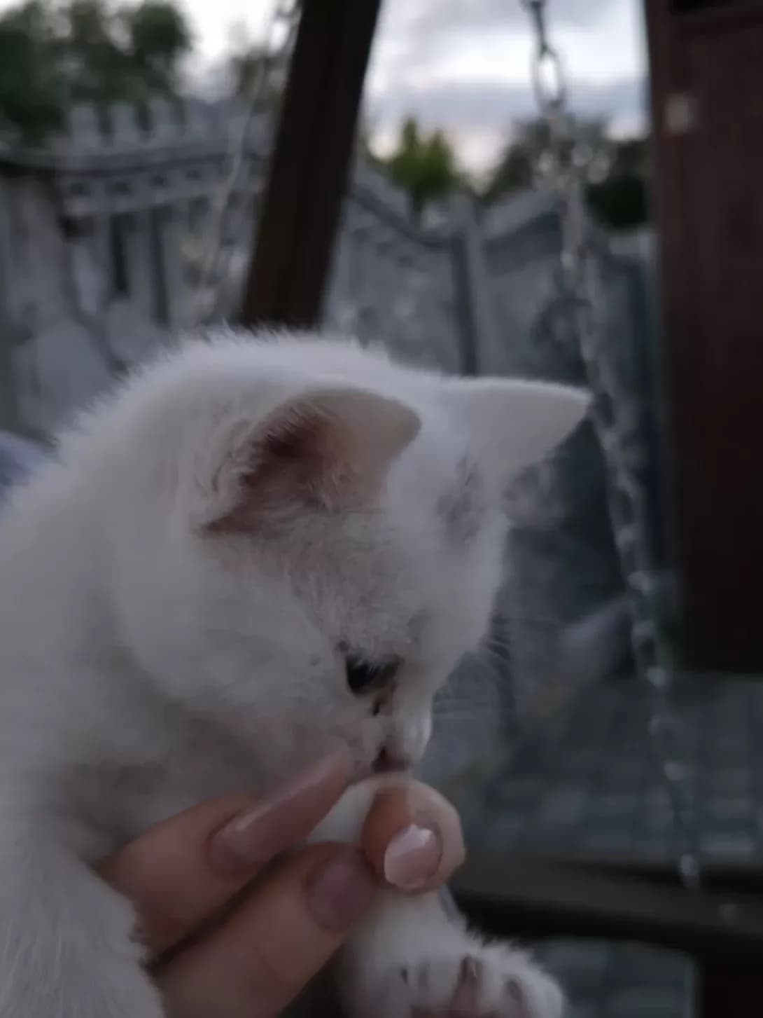 Nemaye (Немає), female puppy Mixed Breed for adoption at Happy Paw Chernihiv Oblast