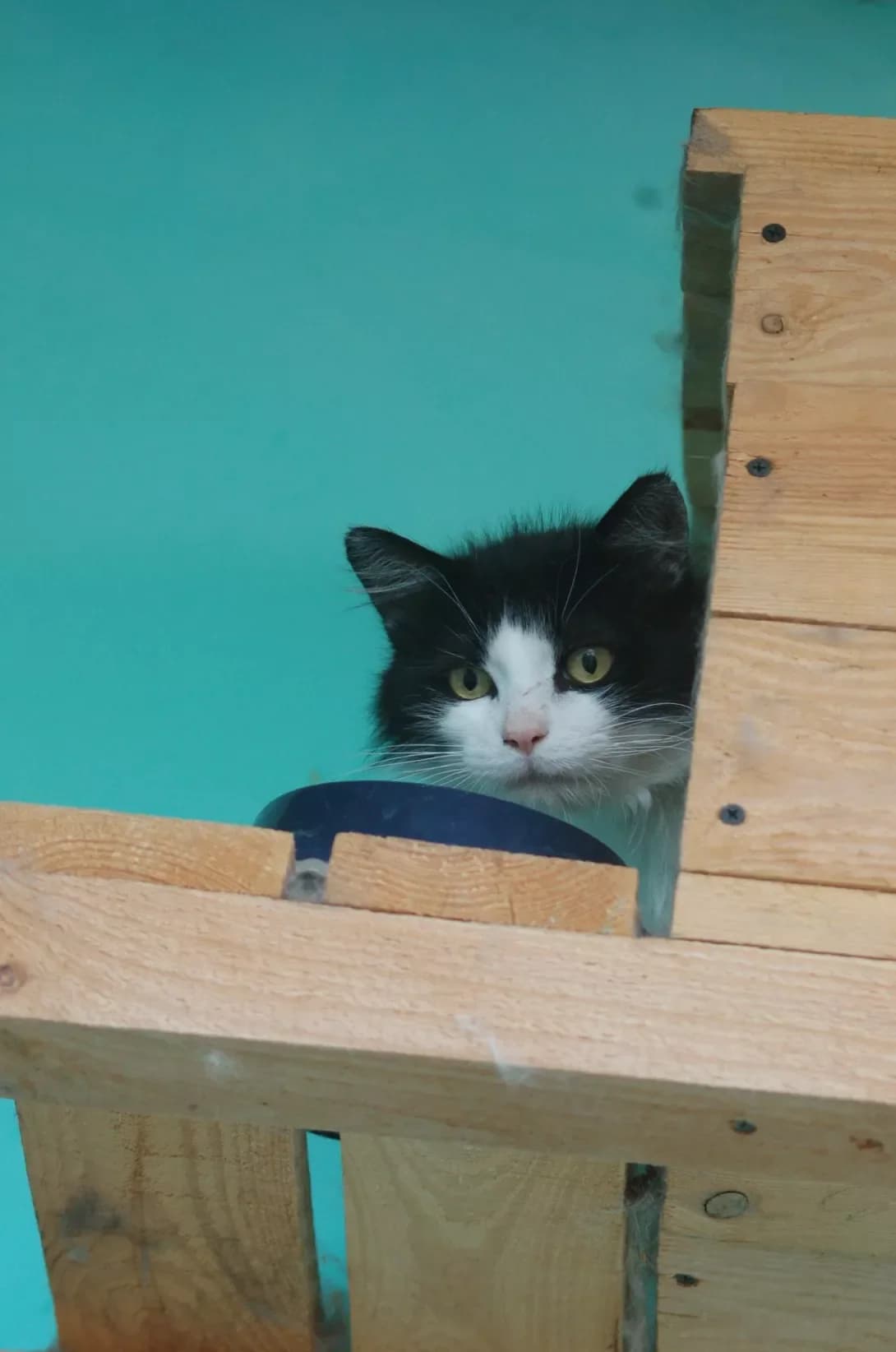 Maylz (Майлз), male young Mixed Breed for adoption at Happy Paw Poltava