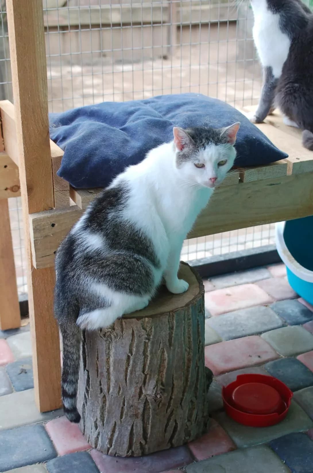 Dzhess (Джесс), female 5yo Mixed Breed for adoption at Happy Paw Poltava
