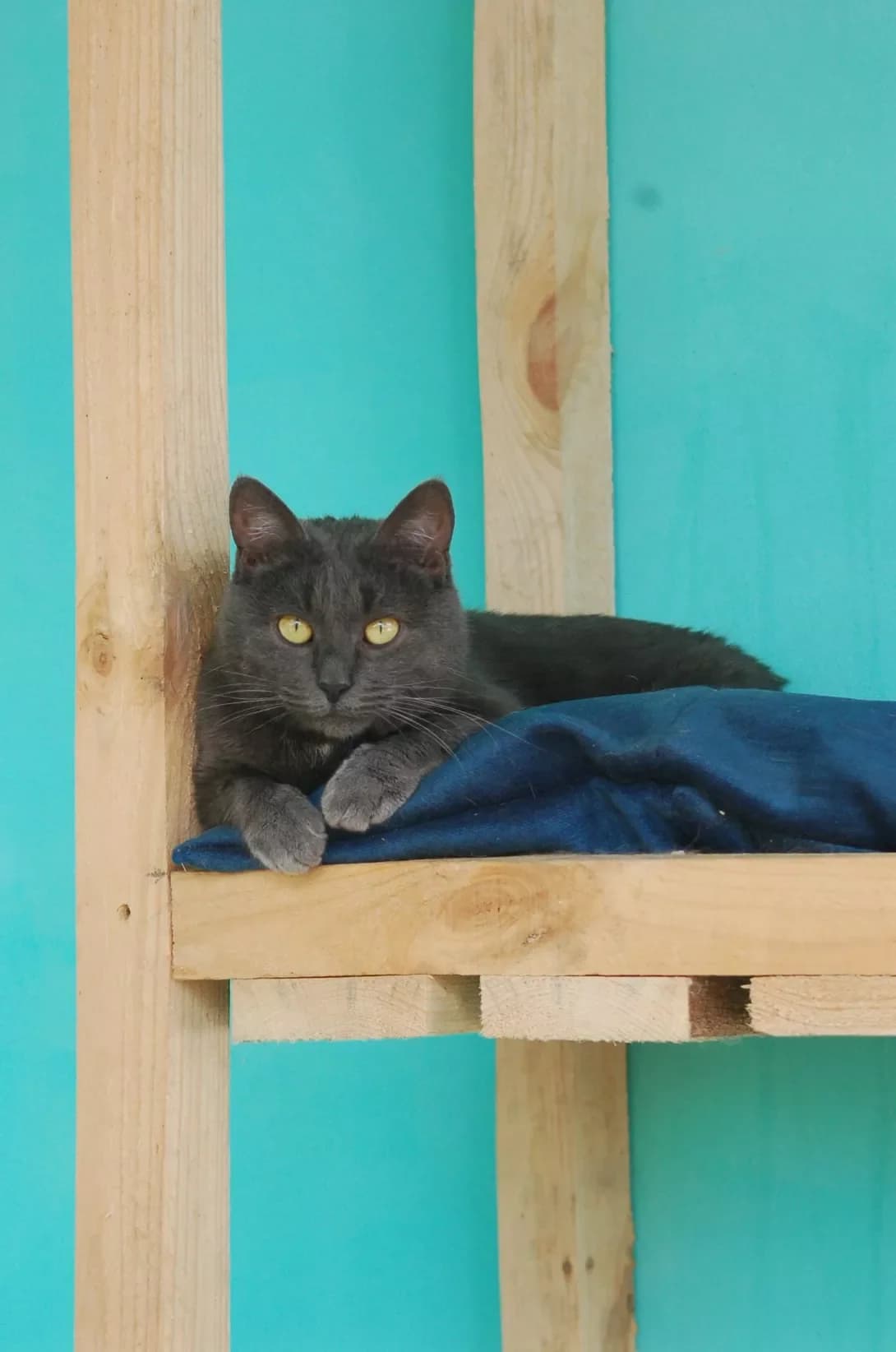 Minori (Мінорі), female 4yo Mixed Breed for adoption at Happy Paw Poltava