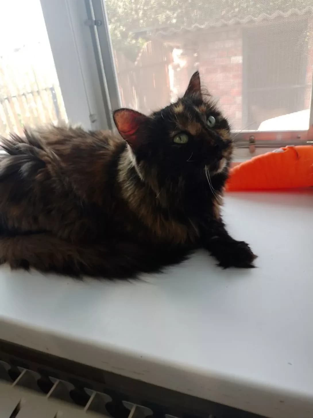 Monika (Моніка), female senior Mixed Breed for adoption at Happy Paw Poltava