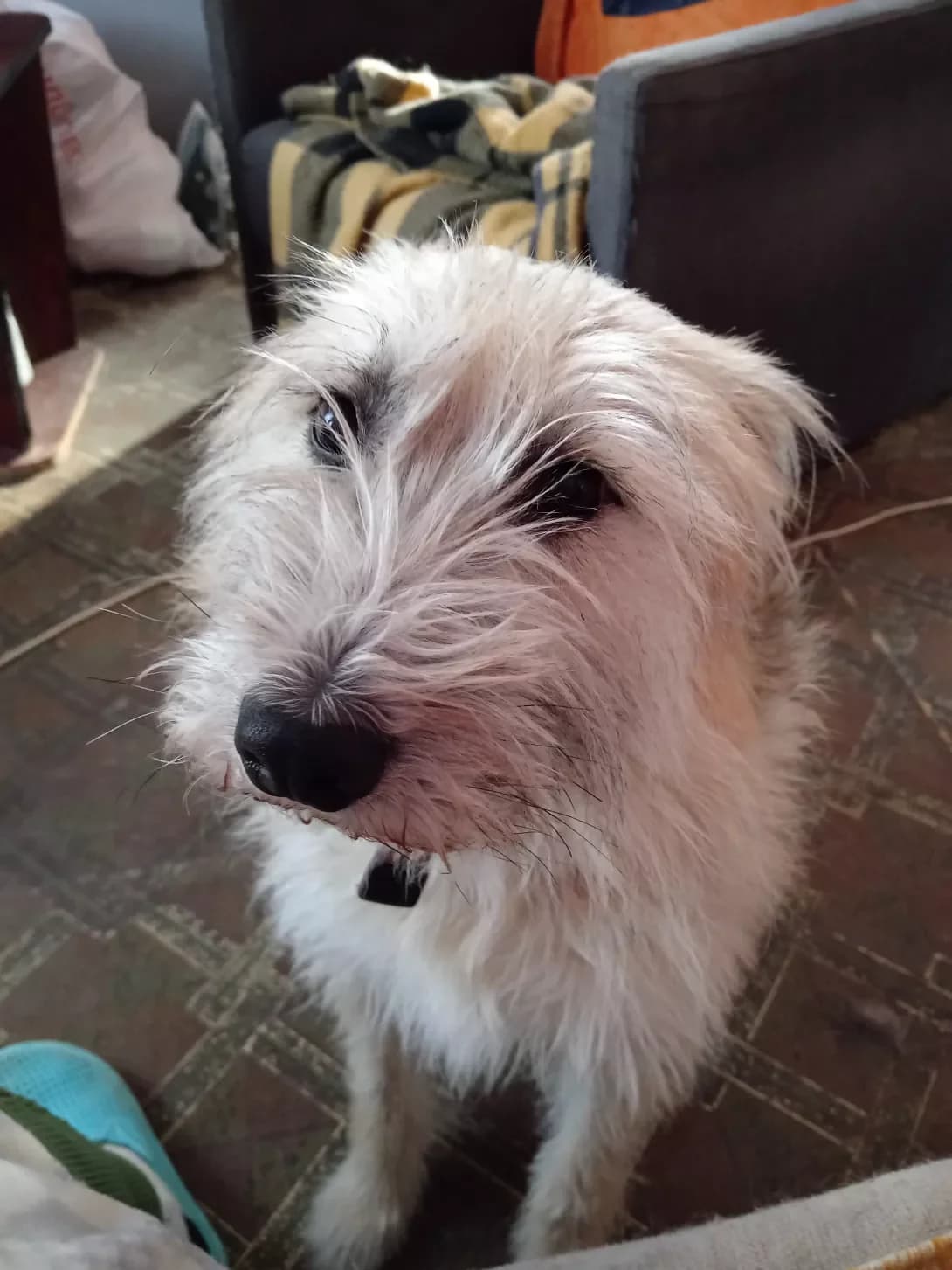 Darsi (Дарсі), Mixed Breed (Happy Paw Kyiv Oblast)