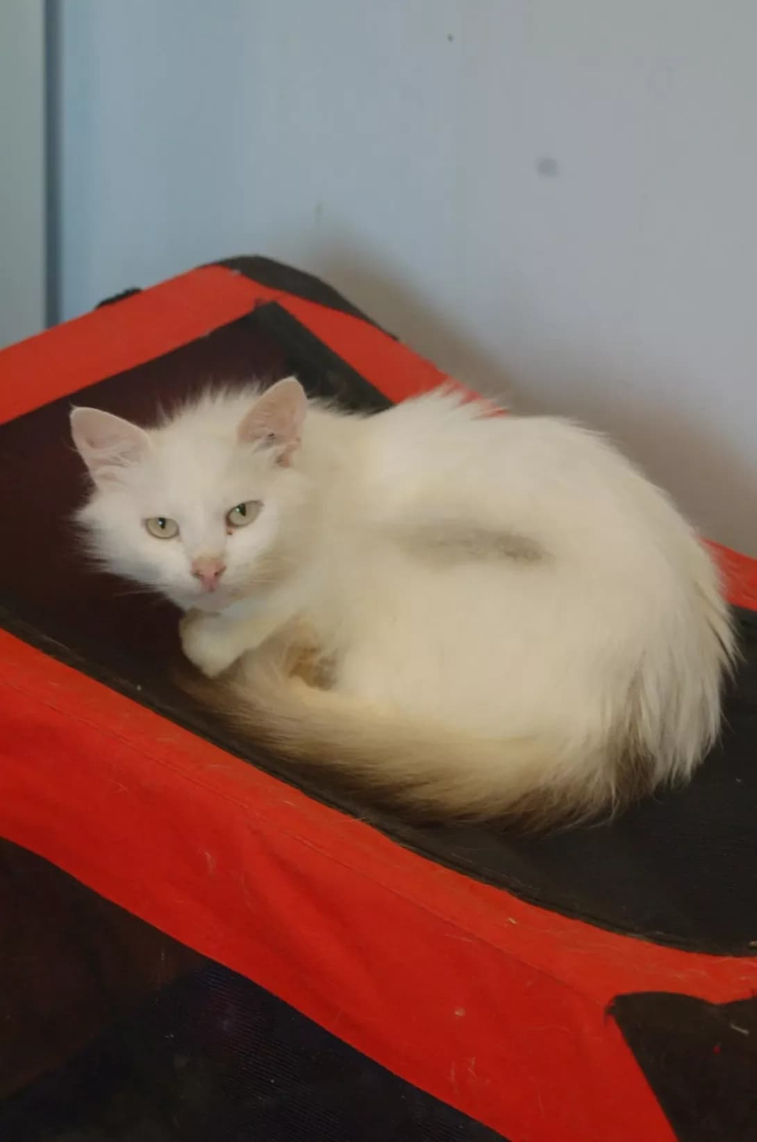 Mamori (Маморі), female 3yo Mixed Breed for adoption at Happy Paw Poltava