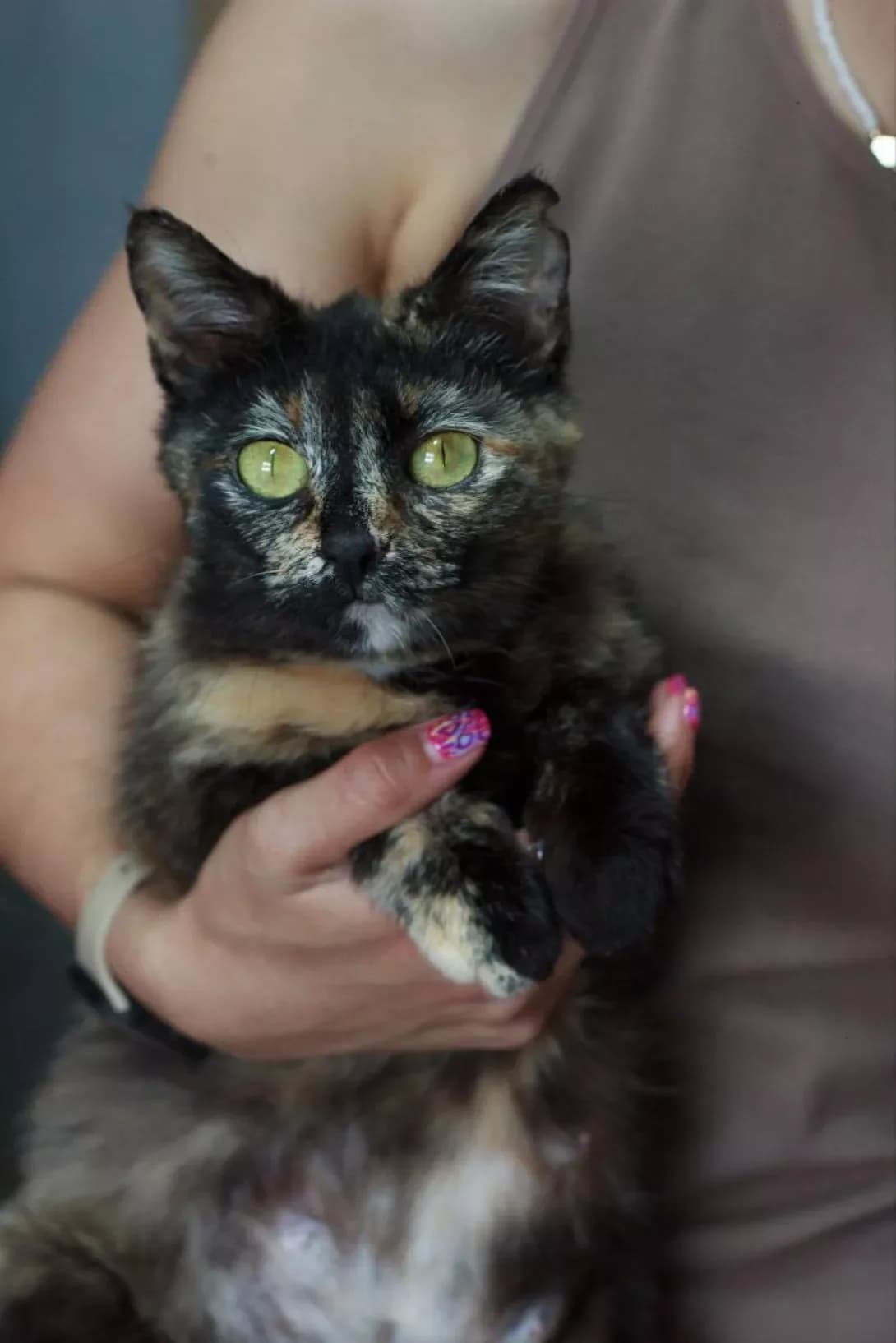 Karkade (Каркаде), Mixed Breed (Happy Paw Kirovohrad)