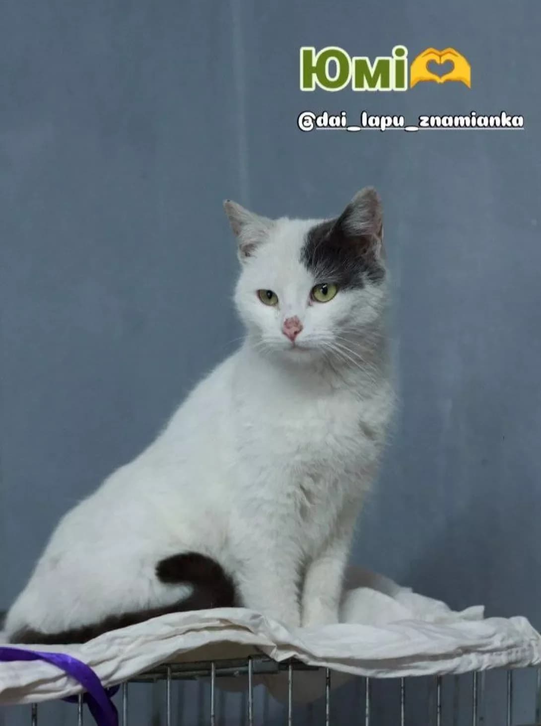 Yumi (Юмі), Mixed Breed (Happy Paw Kirovohrad)