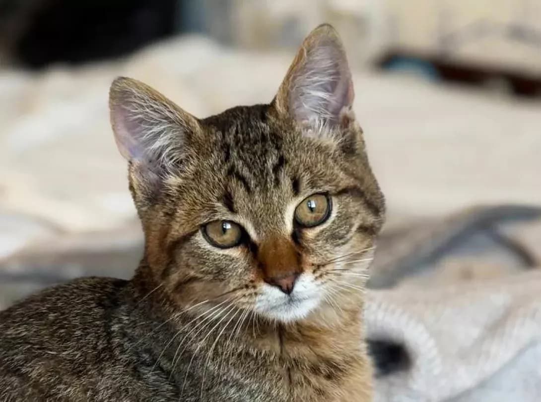 Laym (Лайм), Mixed Breed (Happy Paw Kyiv)