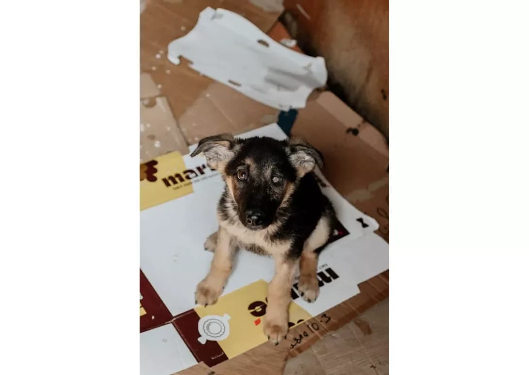 Rey (Рей), male young Mixed Breed for adoption at Happy Paw Kyiv