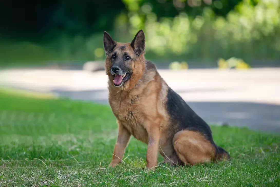 Alchar (Алчар), Mixed Breed (Happy Paw Kyiv Oblast)