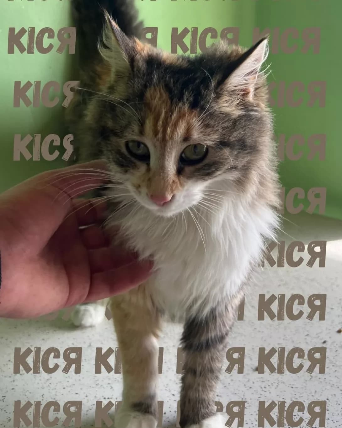 Kisya (Кіся), female young Mixed Breed for adoption at Happy Paw Odesa