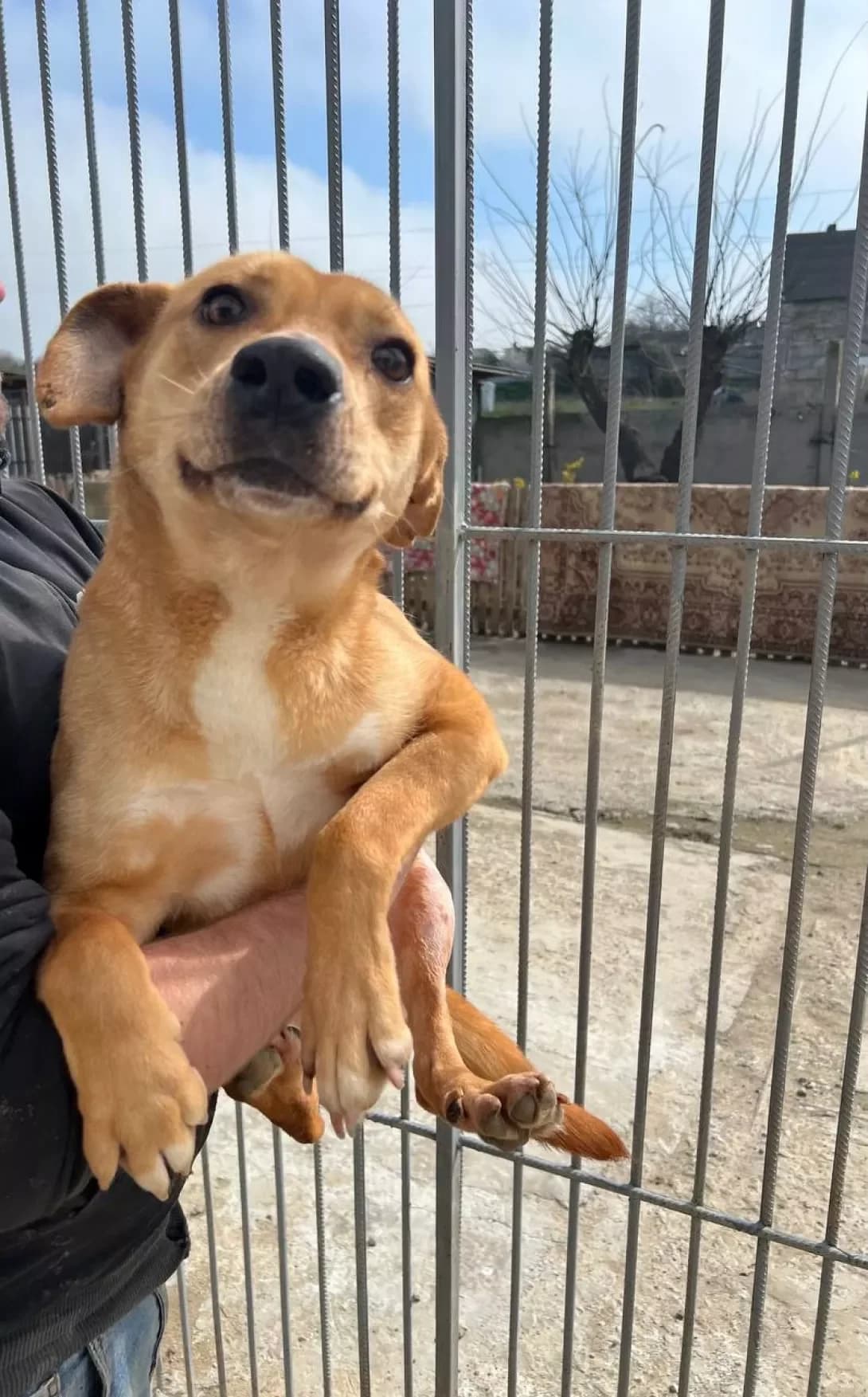 Rudolf (Рудольф), male 3yo Mixed Breed for adoption at Happy Paw Odesa