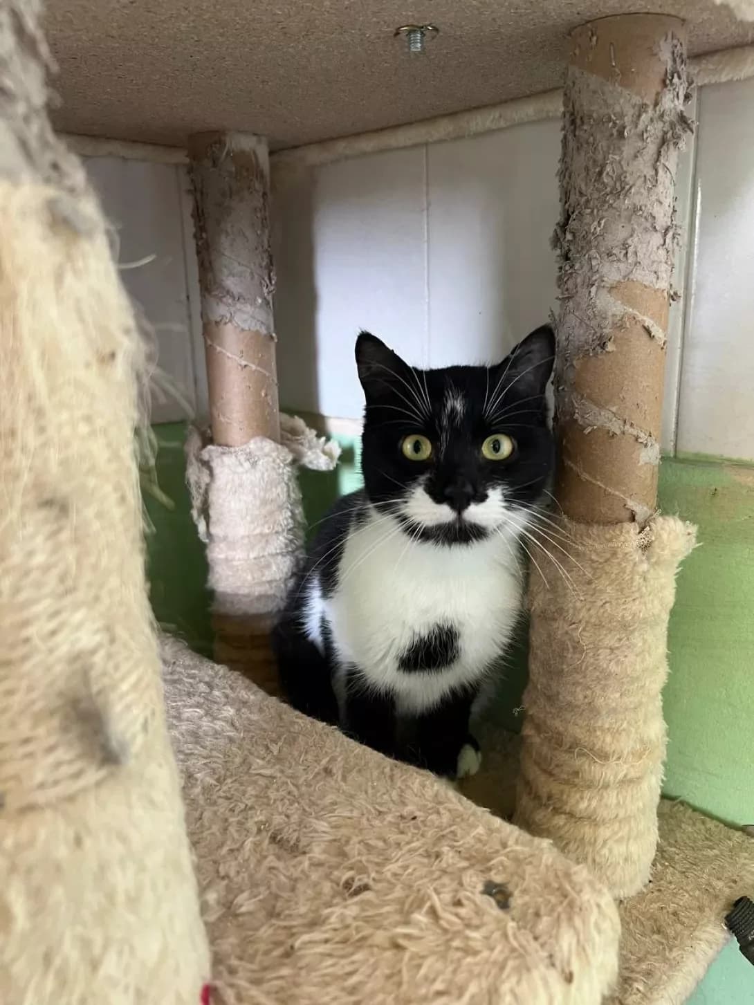 Tosya (Тося), male 4yo Mixed Breed for adoption at Happy Paw Odesa