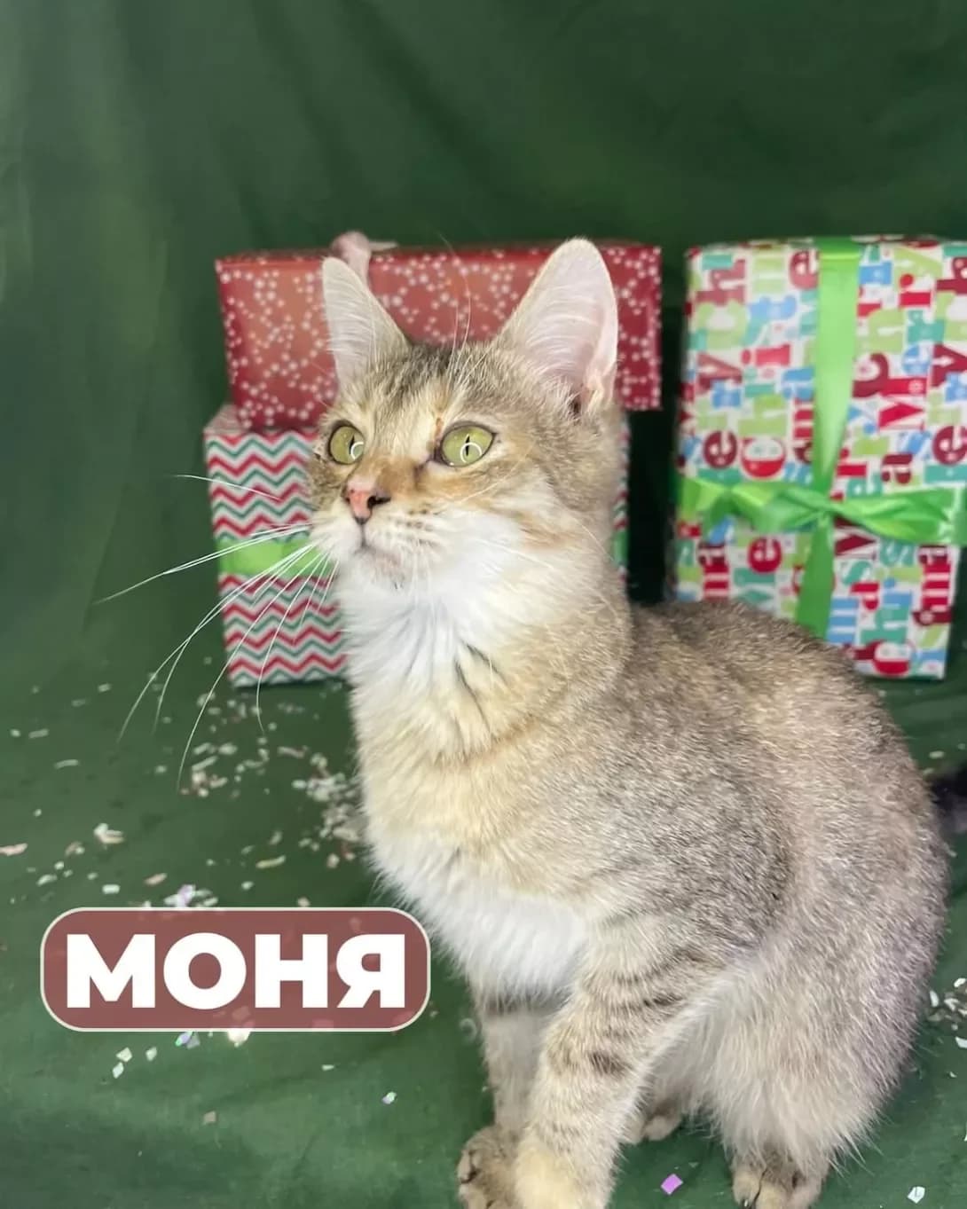 Monya (Моня), male young Mixed Breed for adoption at Happy Paw Odesa