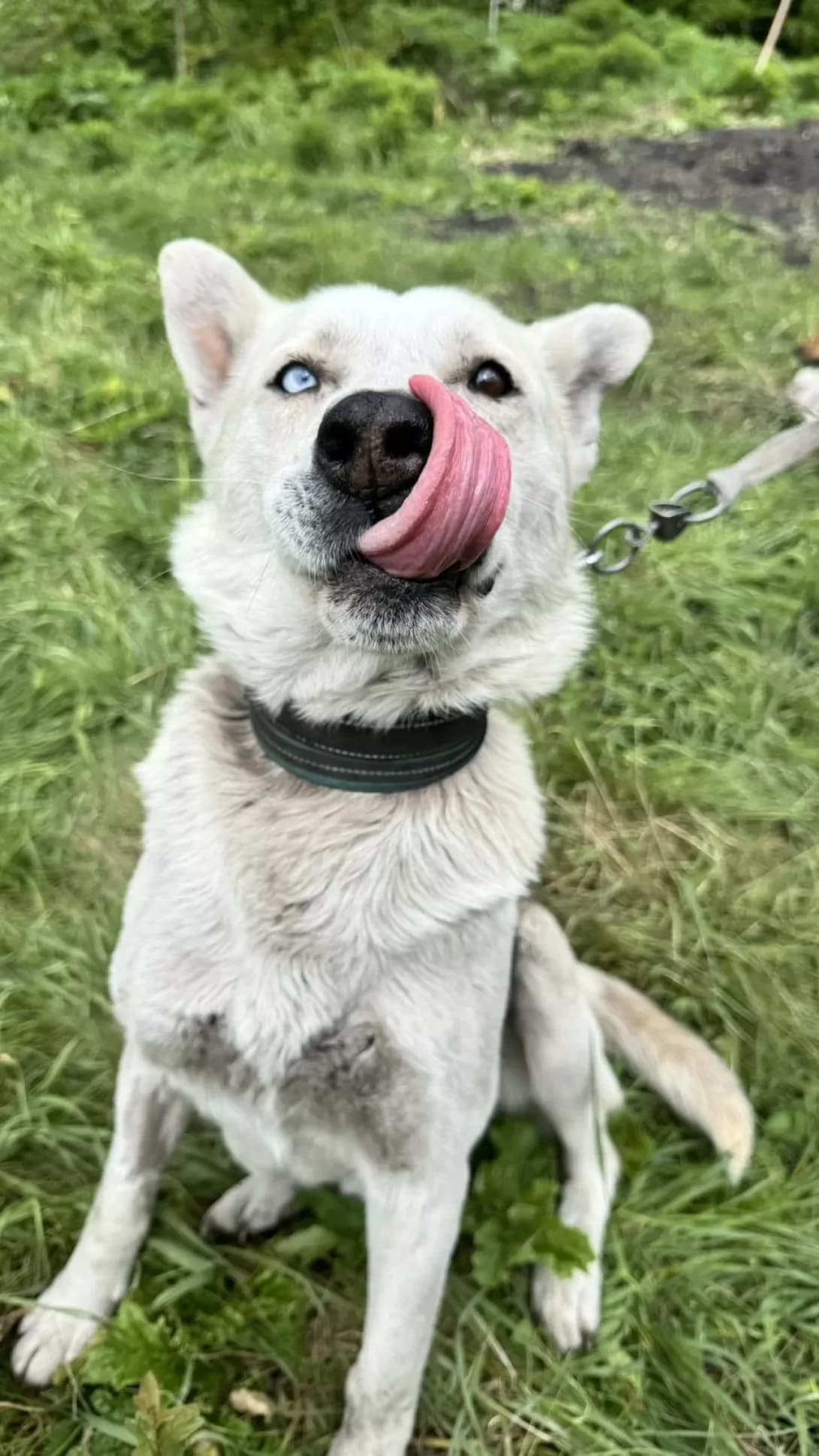 Kalibr (Калібр), male 5yo Mixed Breed for adoption at Happy Paw Lviv