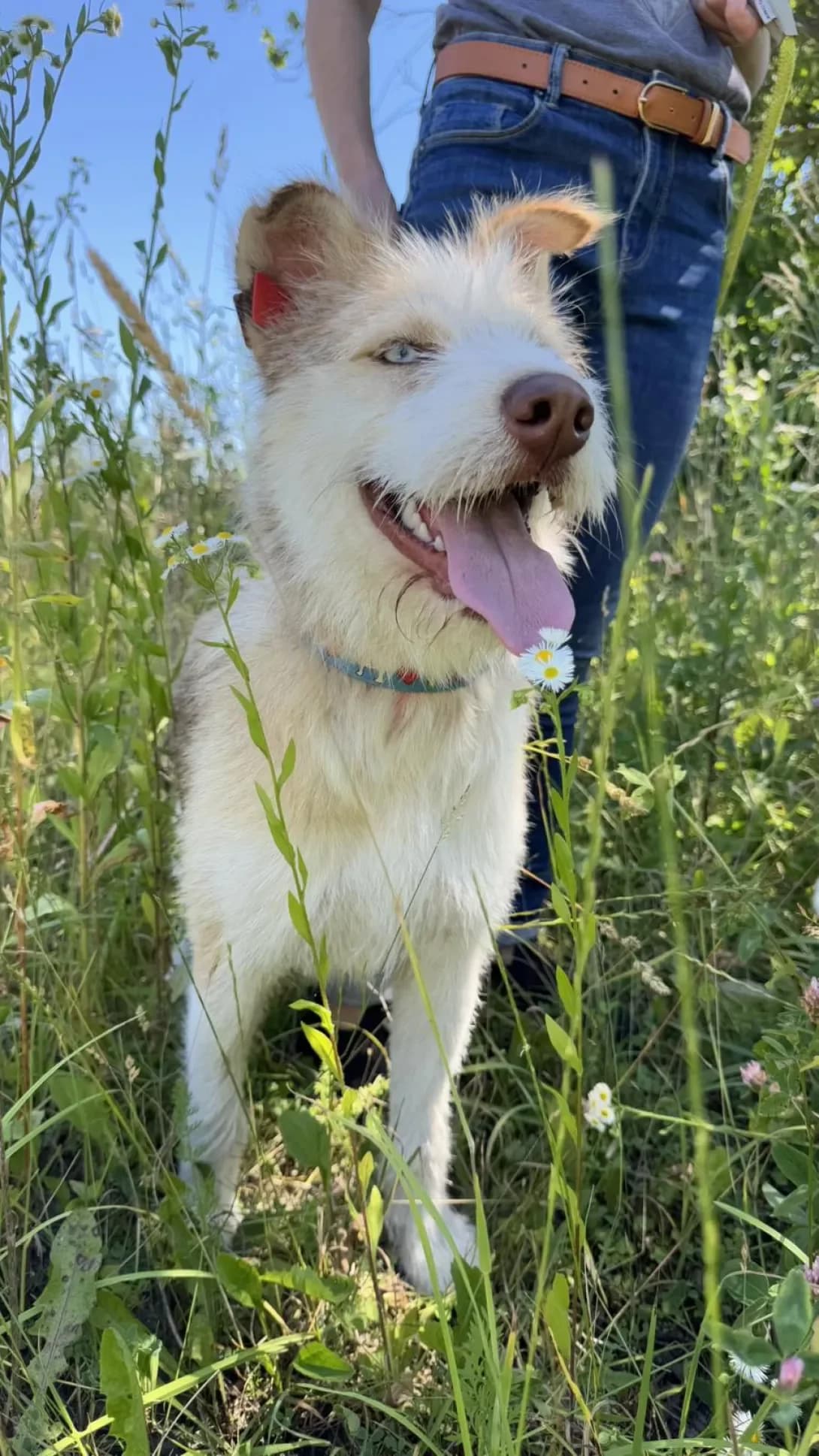 Diana (Діана), female 3yo Mixed Breed for adoption at Happy Paw Lviv