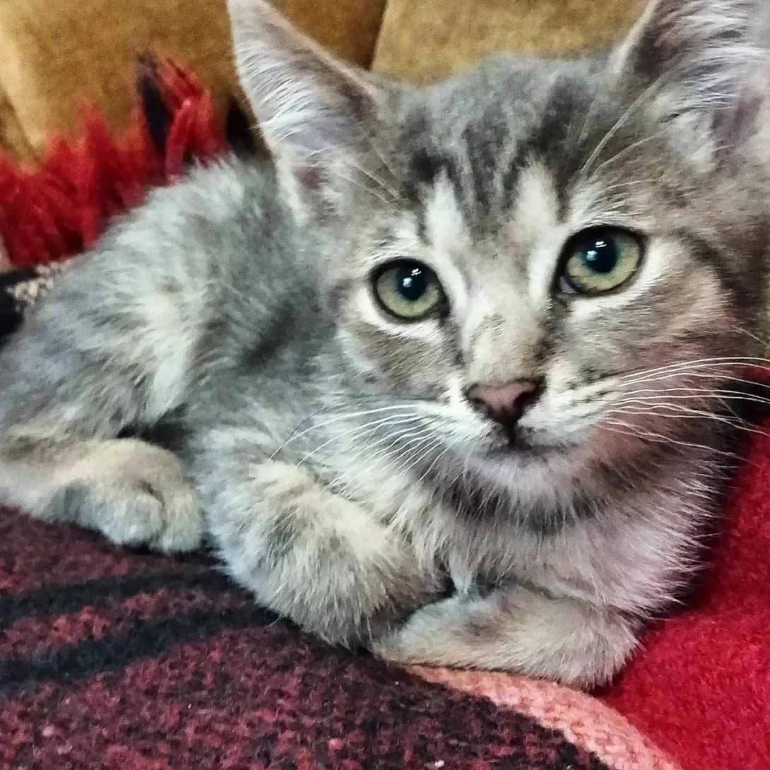 Grey (Грей), Mixed Breed (Happy Paw Kyiv)