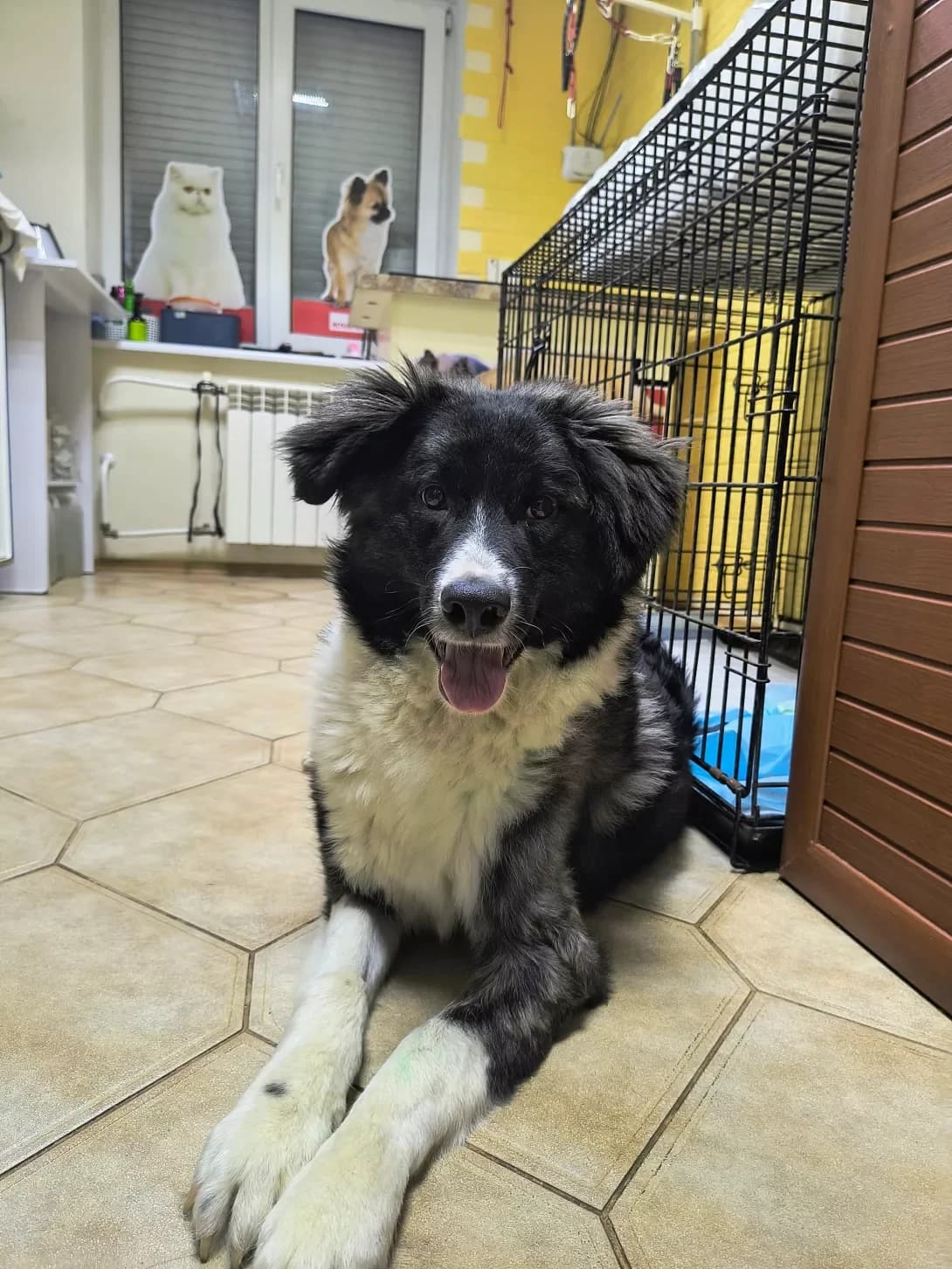 Mikhasik (Михасік), Mixed Breed (Happy Paw Dnipro)