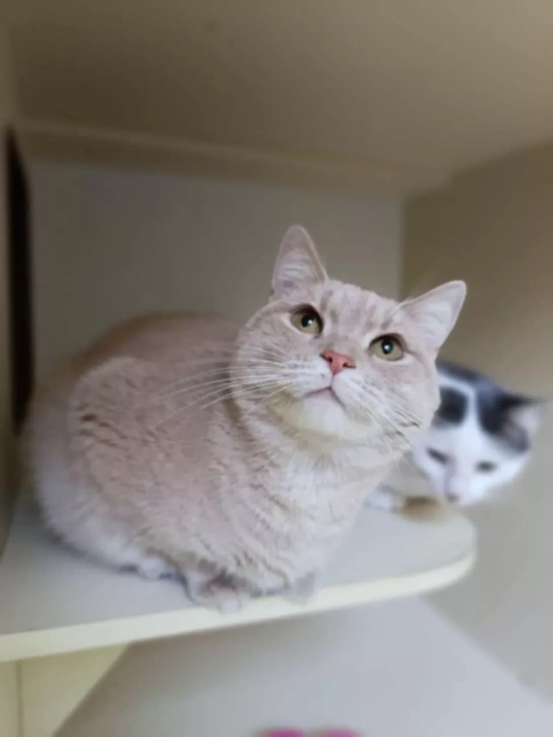 Karamelka, 3 roki (Карамелька, 3 роки), Mixed Breed (Happy Paw Dnipro)