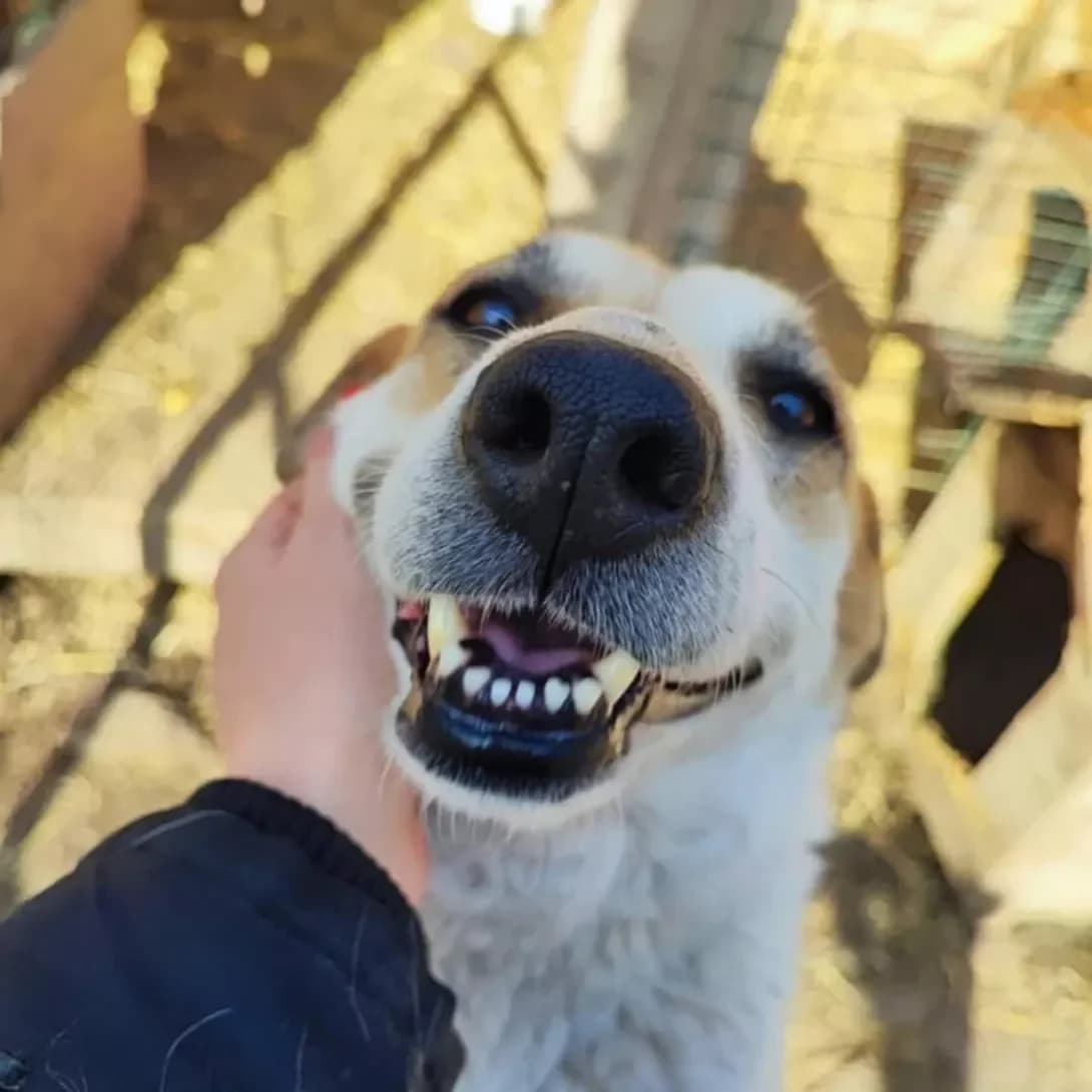 Dzhessi (Джессі), Mixed Breed (Happy Paw Dnipro)