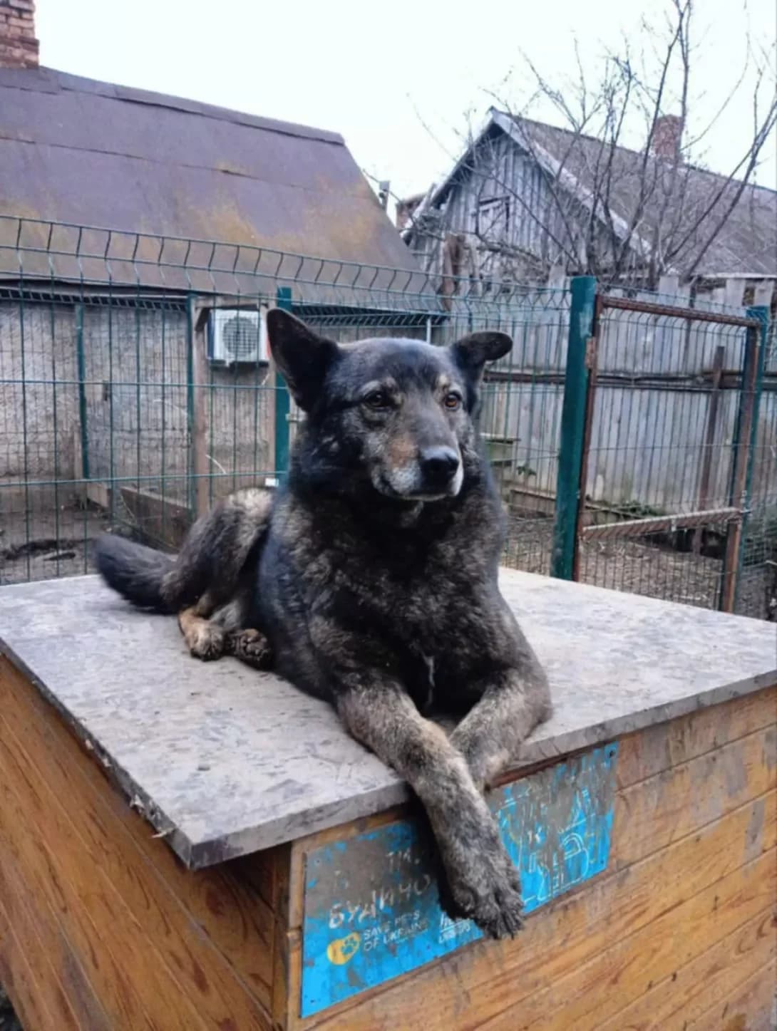 Zhulya (Жуля), Mixed Breed (Happy Paw Dnipro)