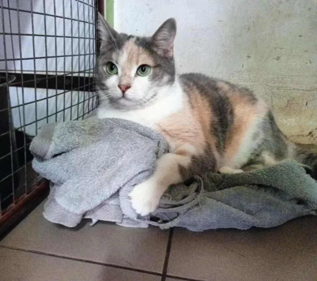 Kitti (Кітті), Mixed Breed (Happy Paw Dnipro)