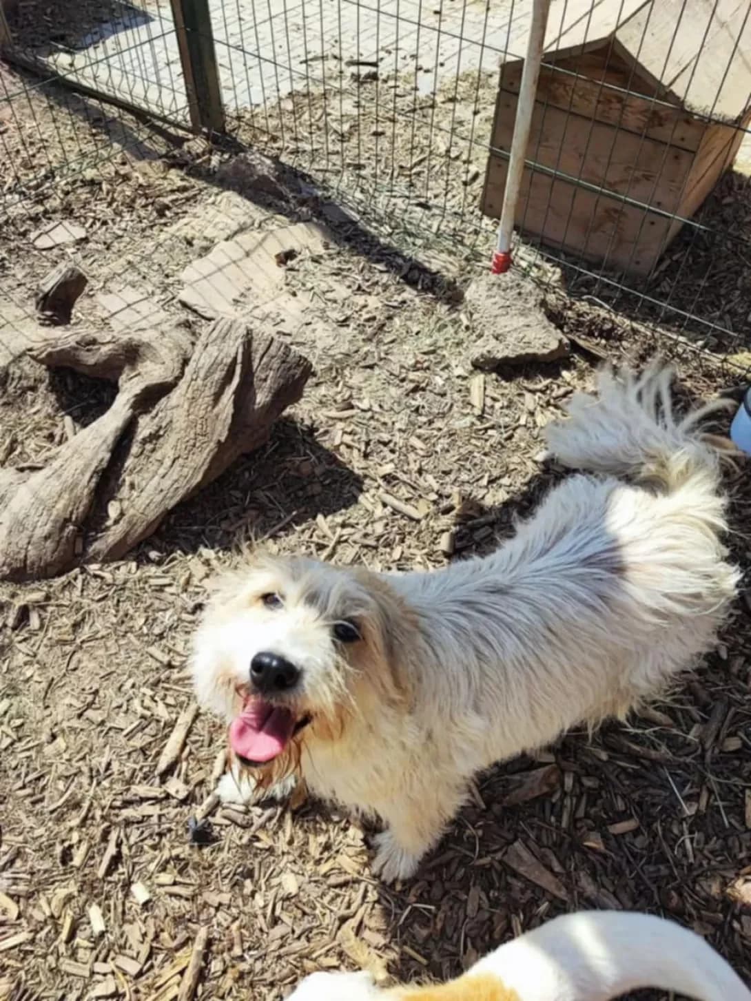 Mila (Міла), Mixed Breed (Happy Paw Dnipro)